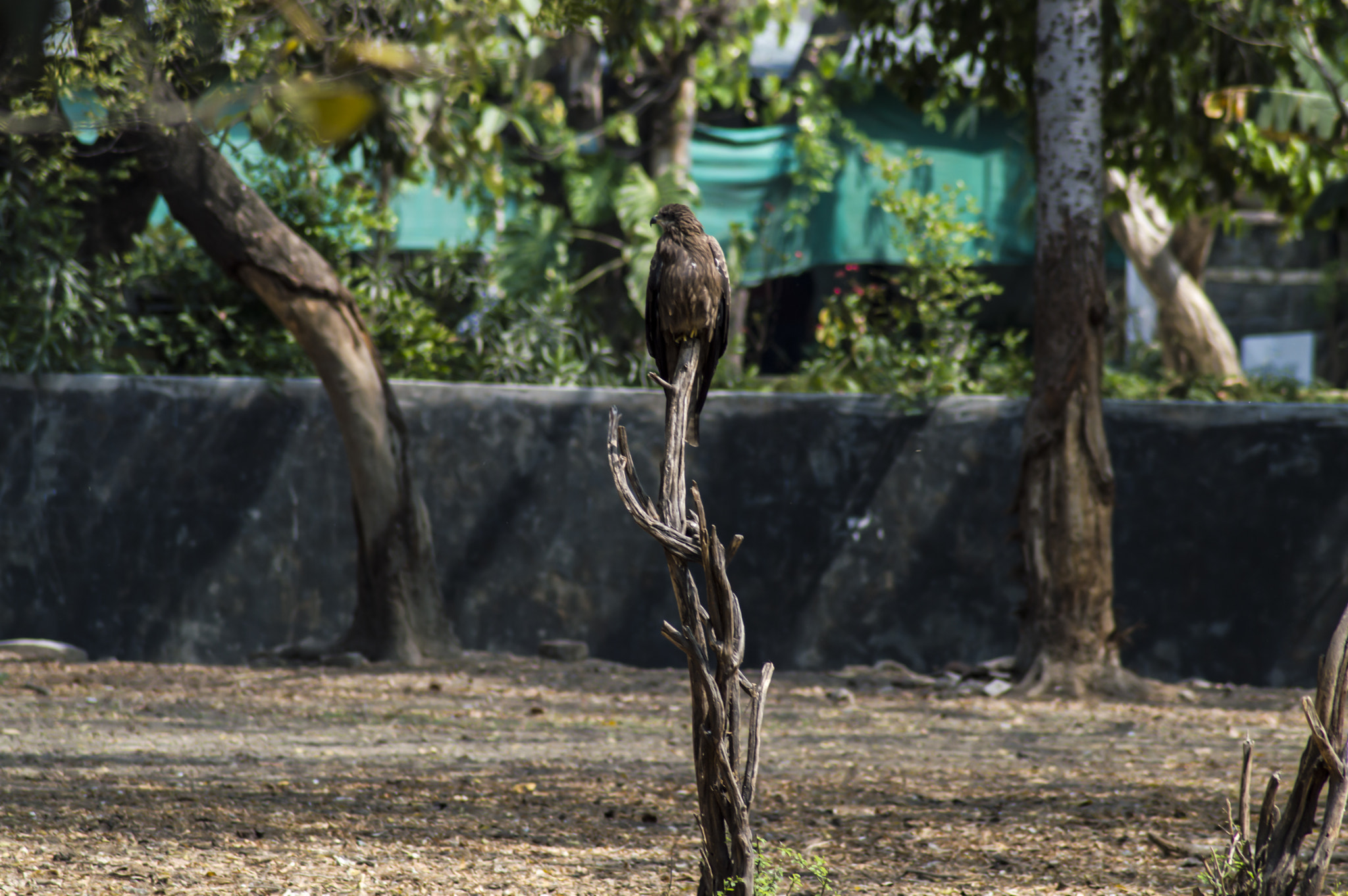 Nikon D3200 sample photo. Eagle photography