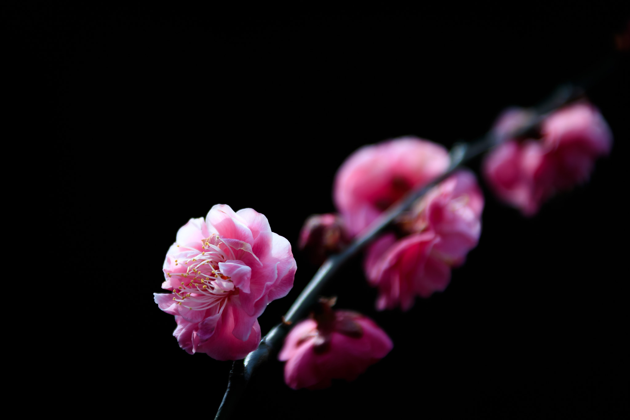 Canon EF 28-300mm F3.5-5.6L IS USM sample photo. 홍매화 photography