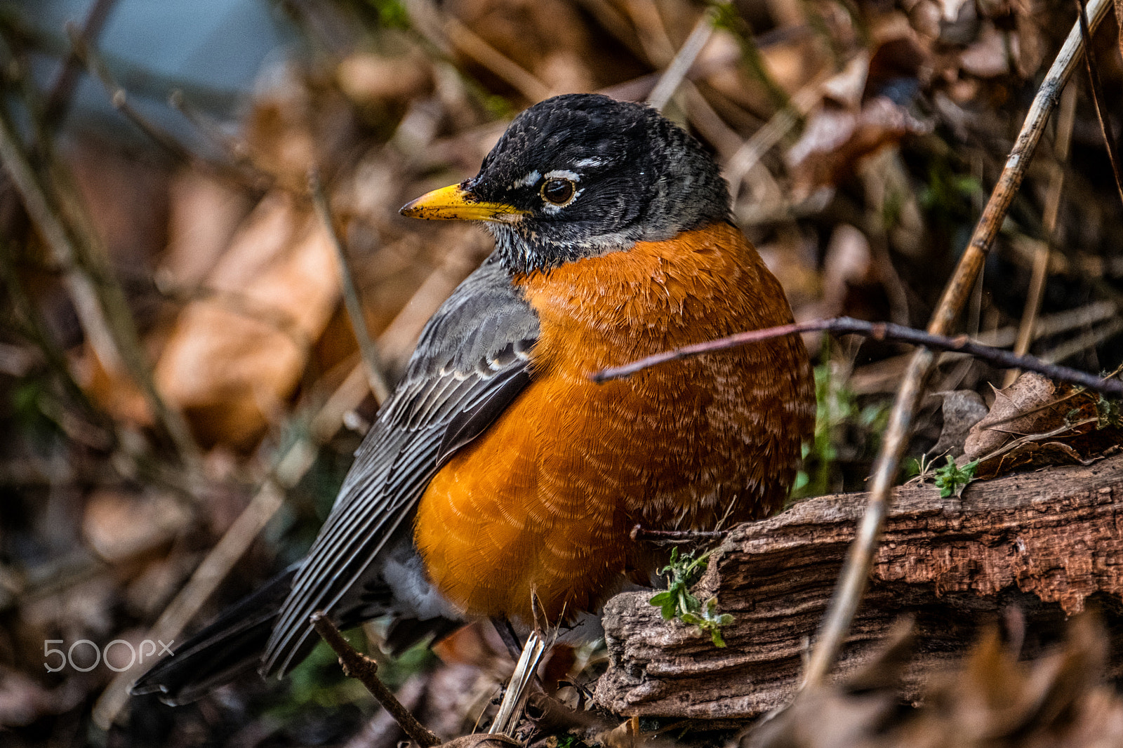 Fujifilm XF 100-400mm F4.5-5.6 R LM OIS WR sample photo. Ohio robin photography