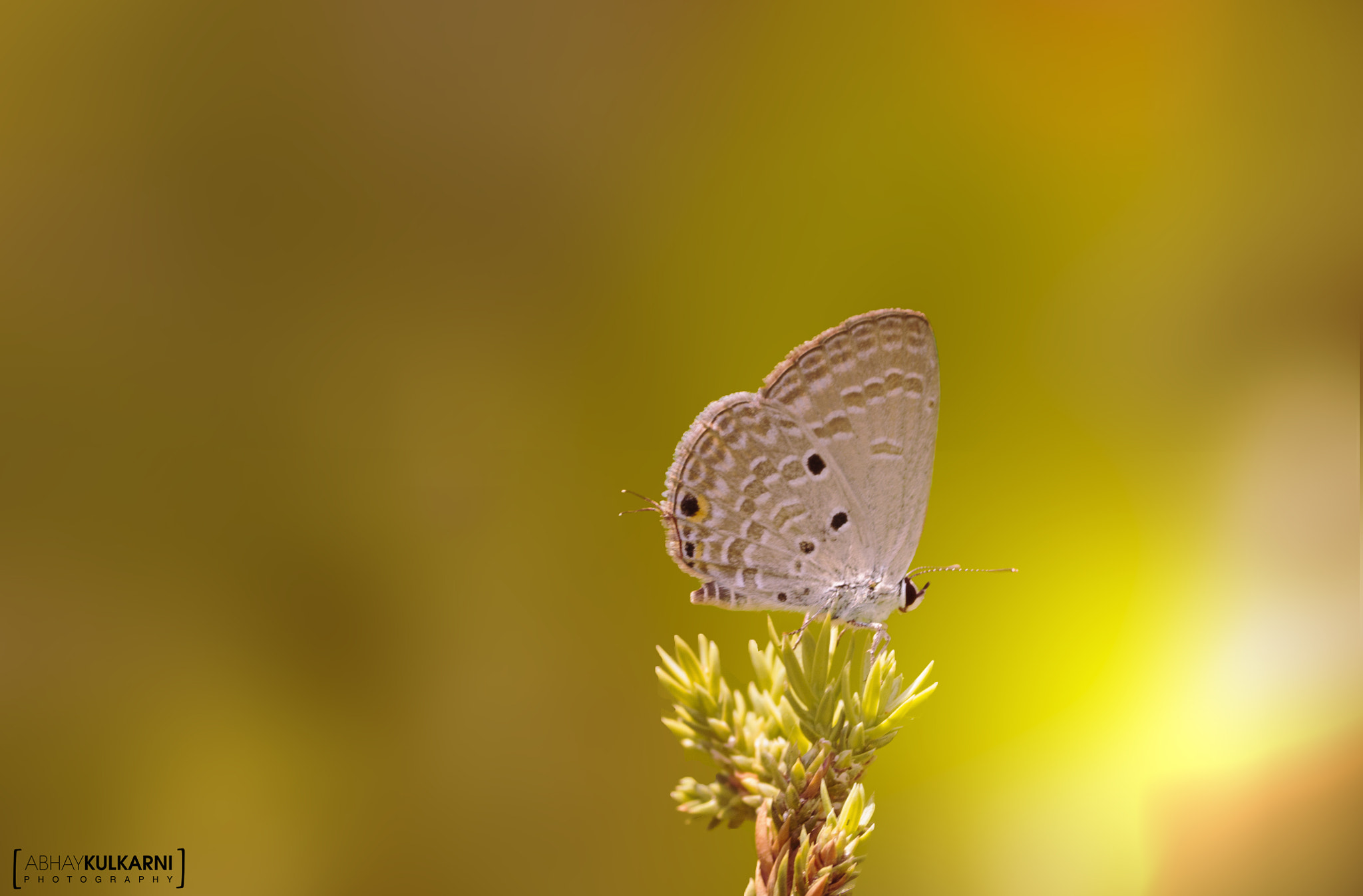 Canon EOS 600D (Rebel EOS T3i / EOS Kiss X5) + Tamron SP AF 90mm F2.8 Di Macro sample photo. Portrait of a butterfly photography
