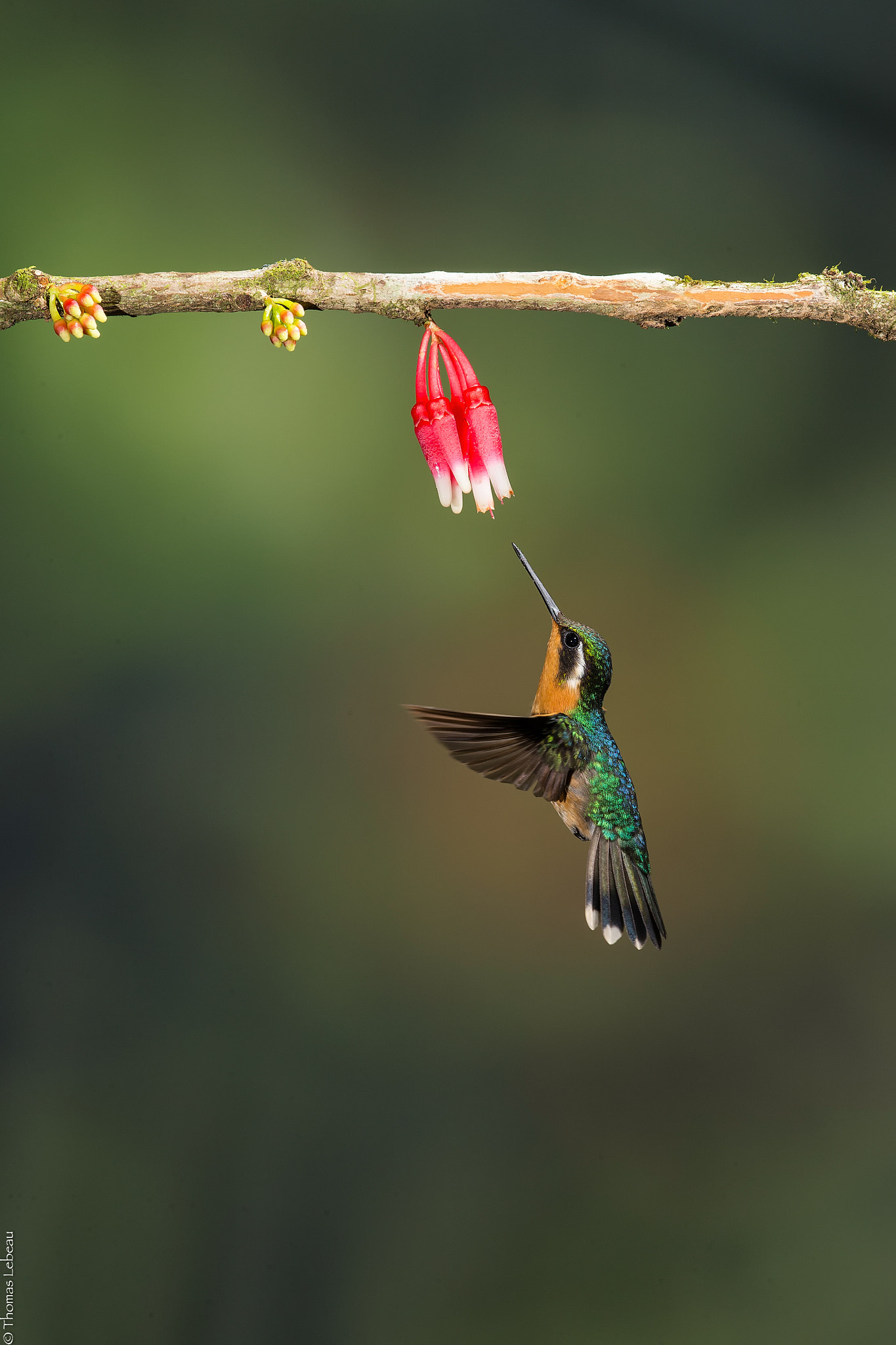 Canon EOS-1D X sample photo. Purple-throated mountain-gem [female] photography