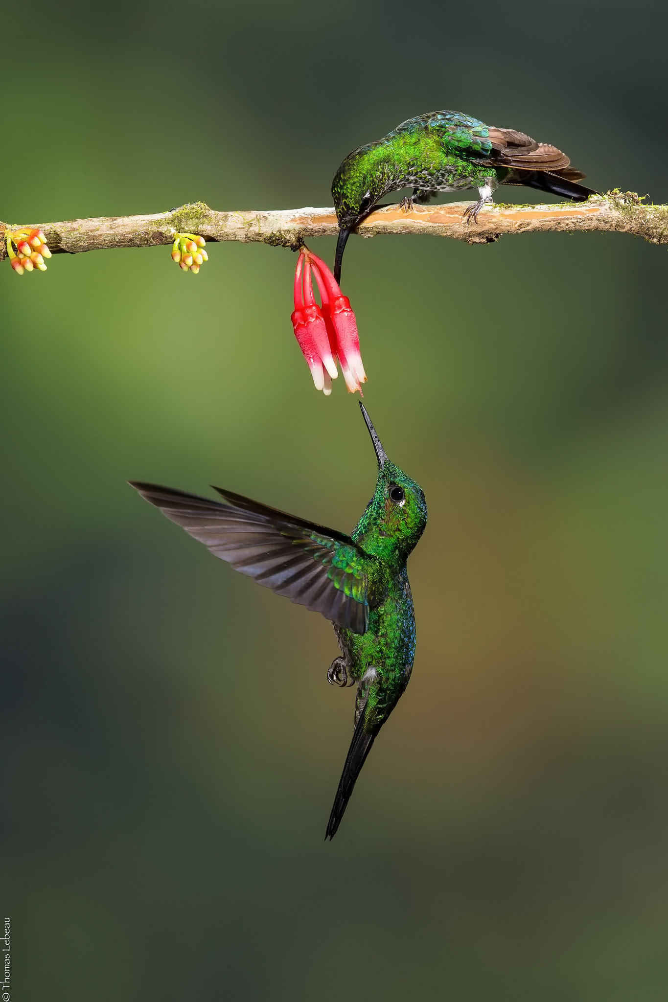 Canon EOS-1D X sample photo. Green-crowned brilliant photography