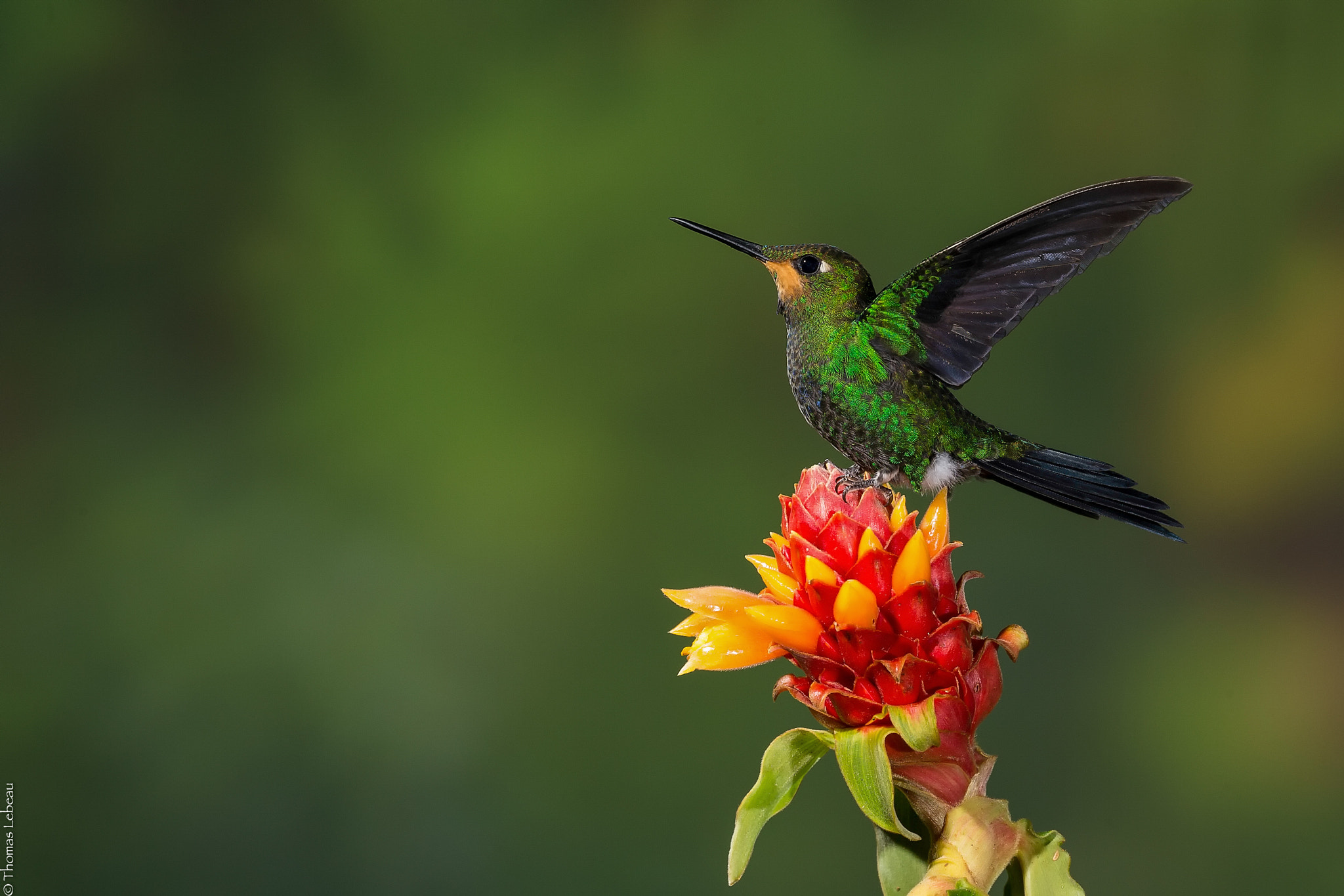 Canon EOS-1D X sample photo. Green-crowned brilliant [juvenile] photography