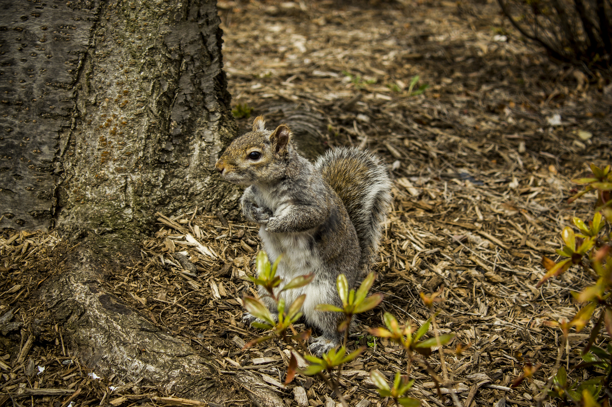 Canon EF-S 18-55mm F3.5-5.6 III sample photo. Squirrel in cp photography