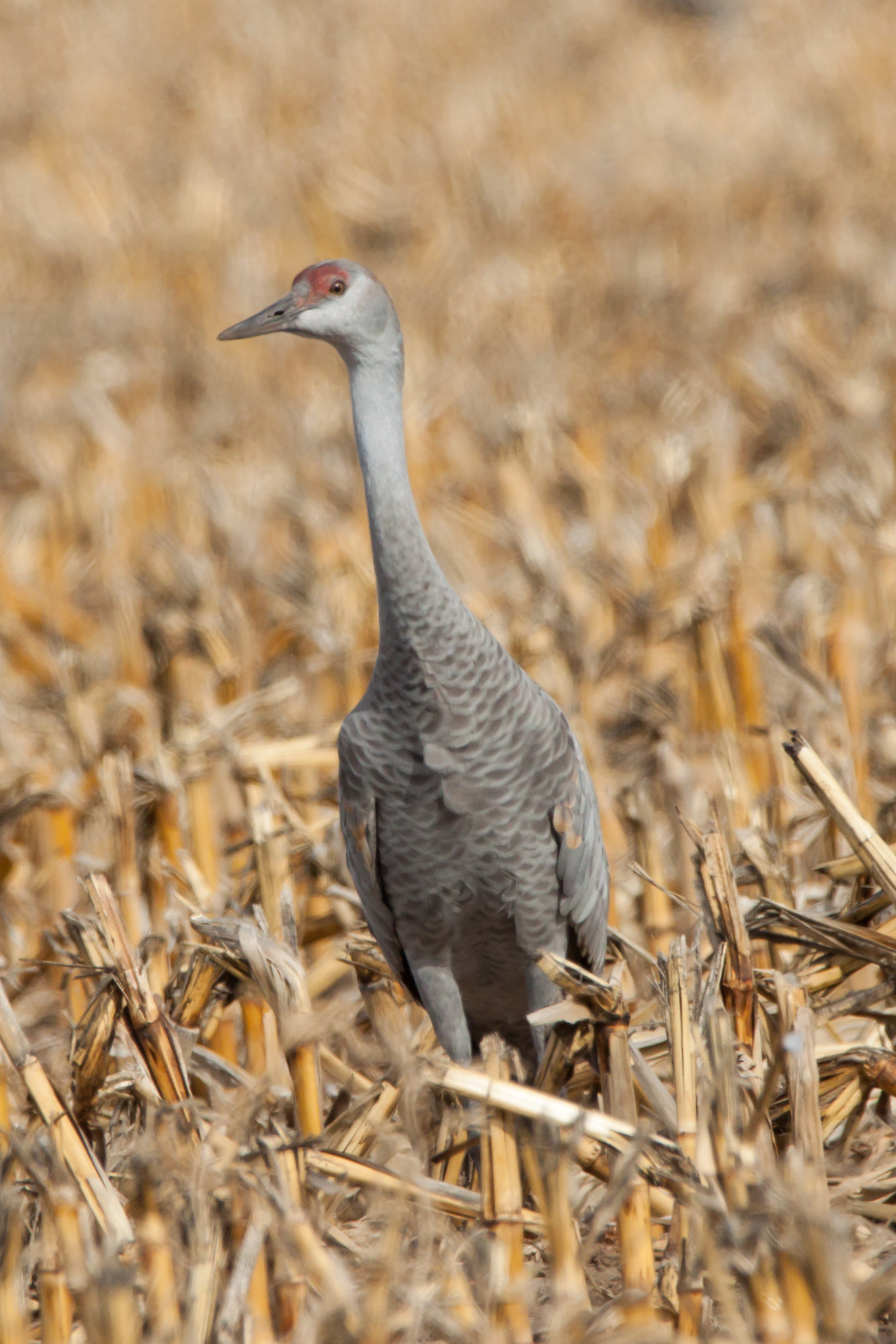 150-600mm F5-6.3 DG OS HSM | Contemporary 015 sample photo. Sandhill crane photography