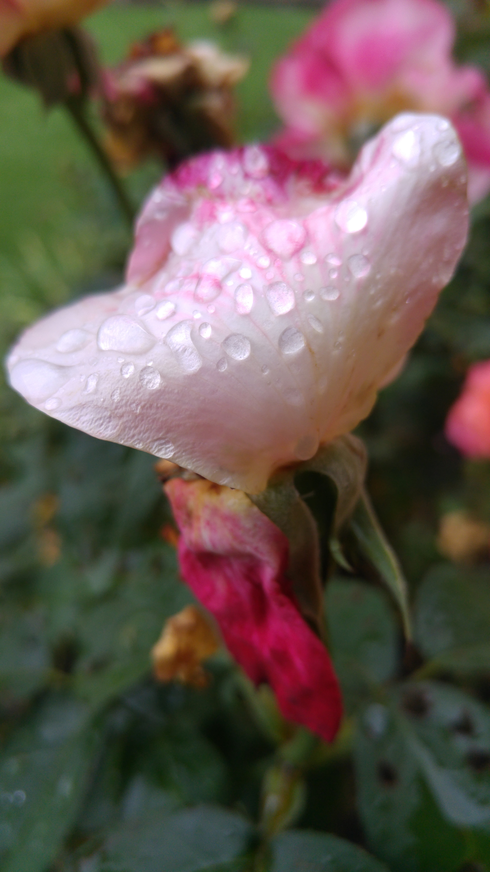 LG H815P sample photo. Raindrops on leaf  photography