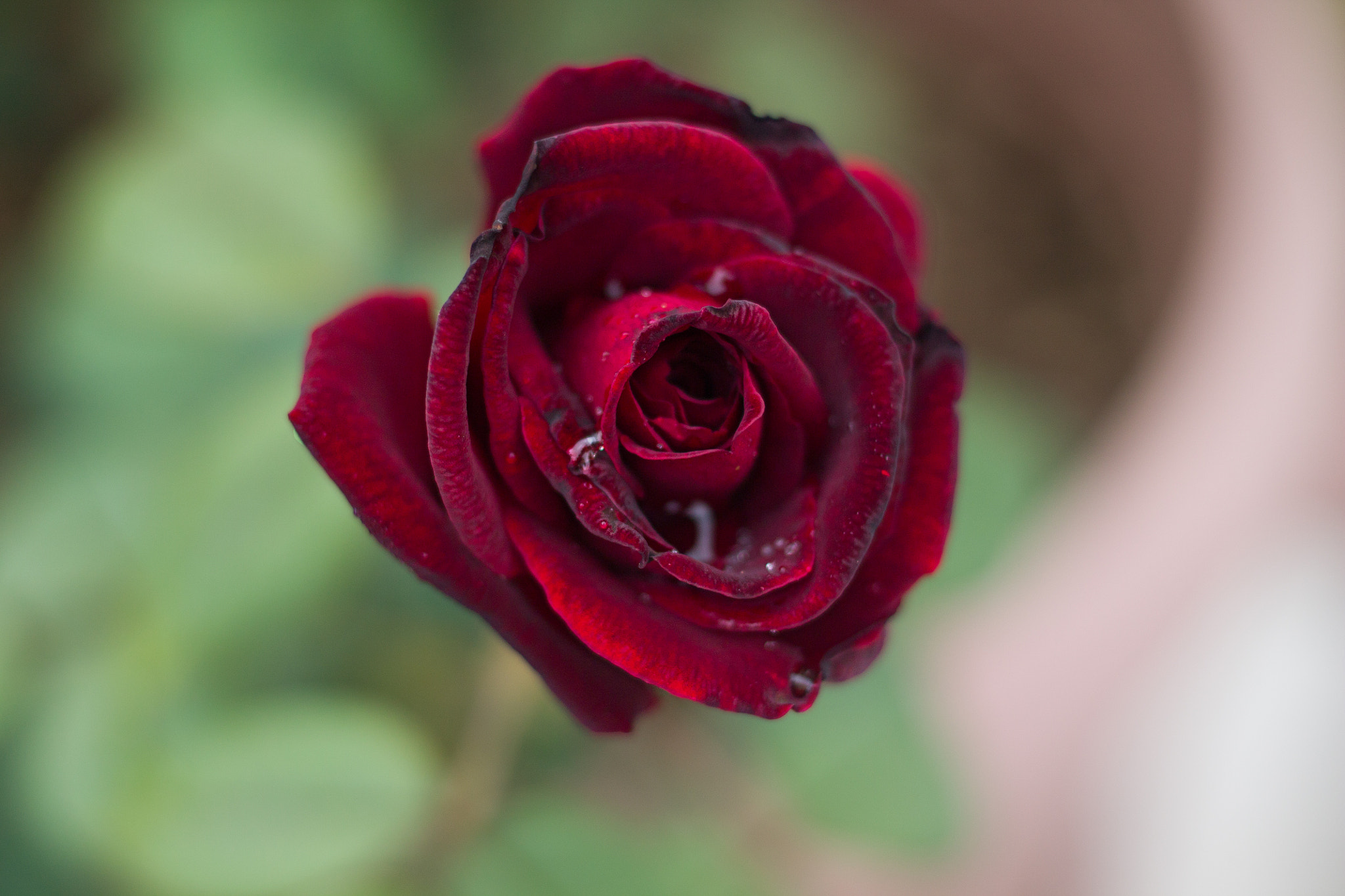 Canon EOS 1100D (EOS Rebel T3 / EOS Kiss X50) sample photo. Rose photography
