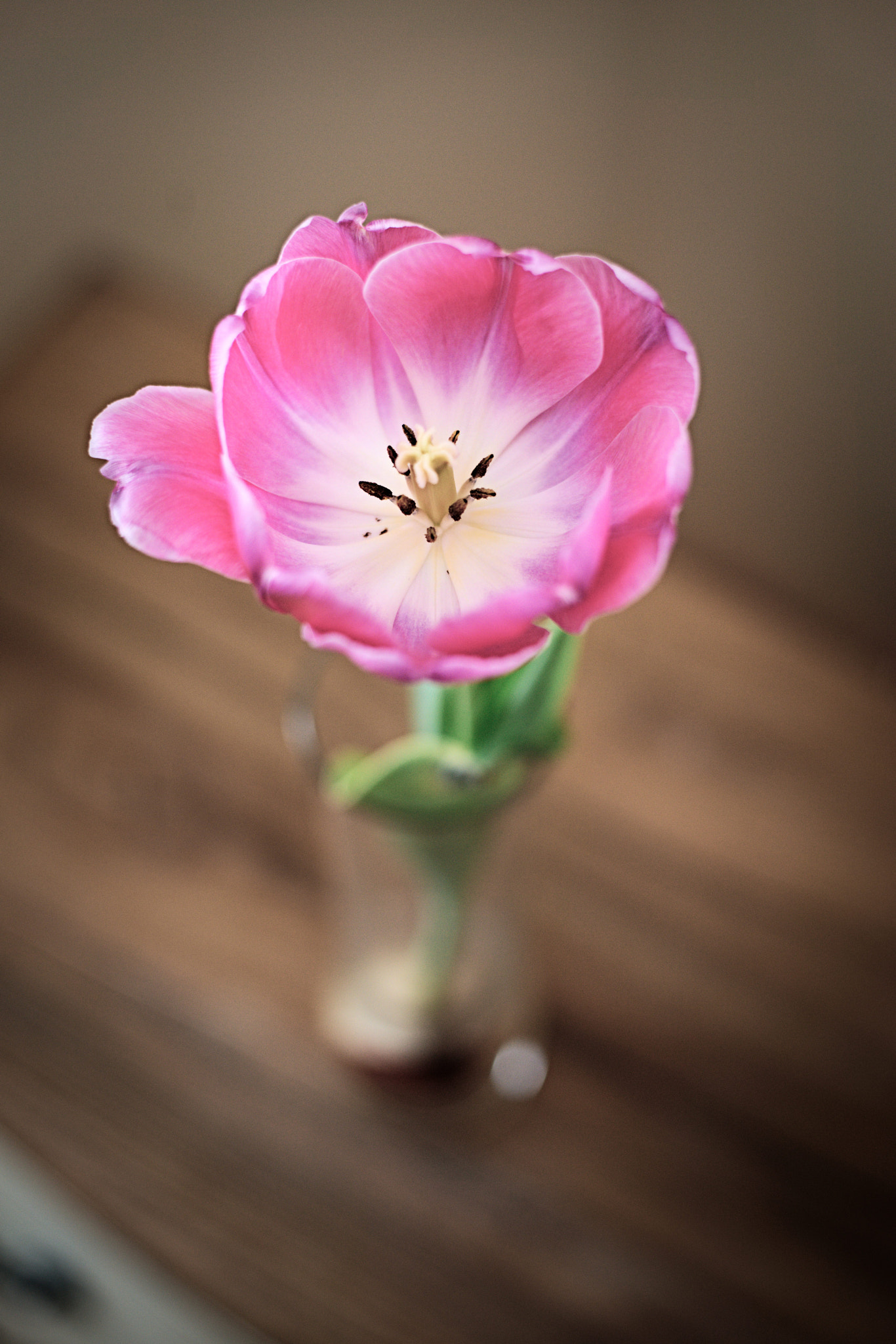 Nikon D800 + Nikon AF-S Nikkor 50mm F1.8G sample photo. Tulip photography