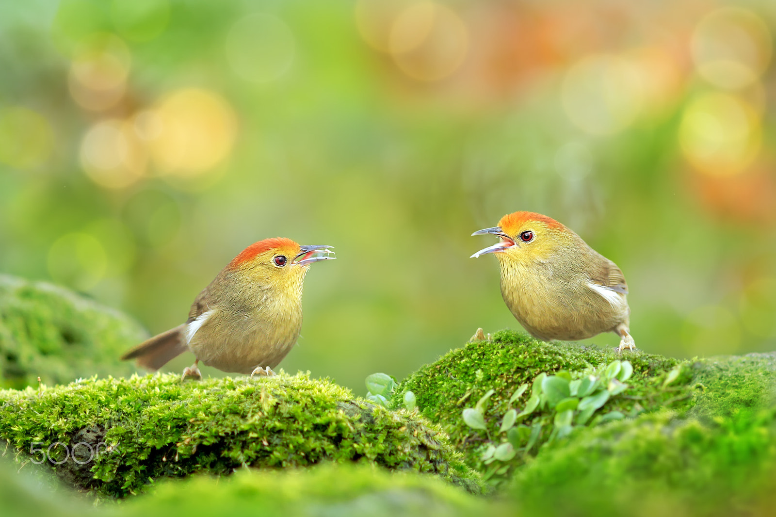 Canon EOS-1D X + Canon EF 300mm F2.8L IS USM sample photo. Two cuties' fighting photography