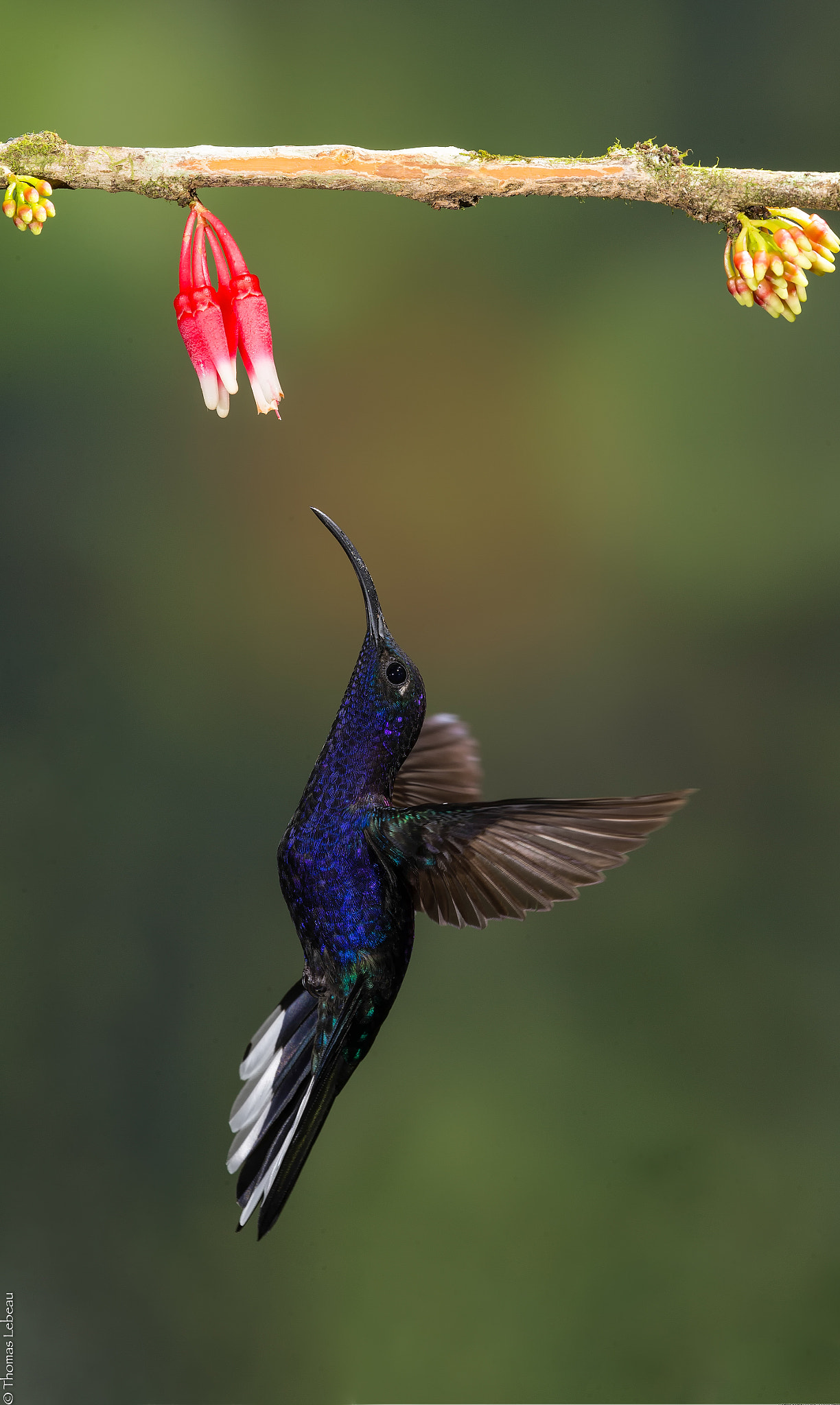 Canon EOS-1D X sample photo. Violet sabrewing photography