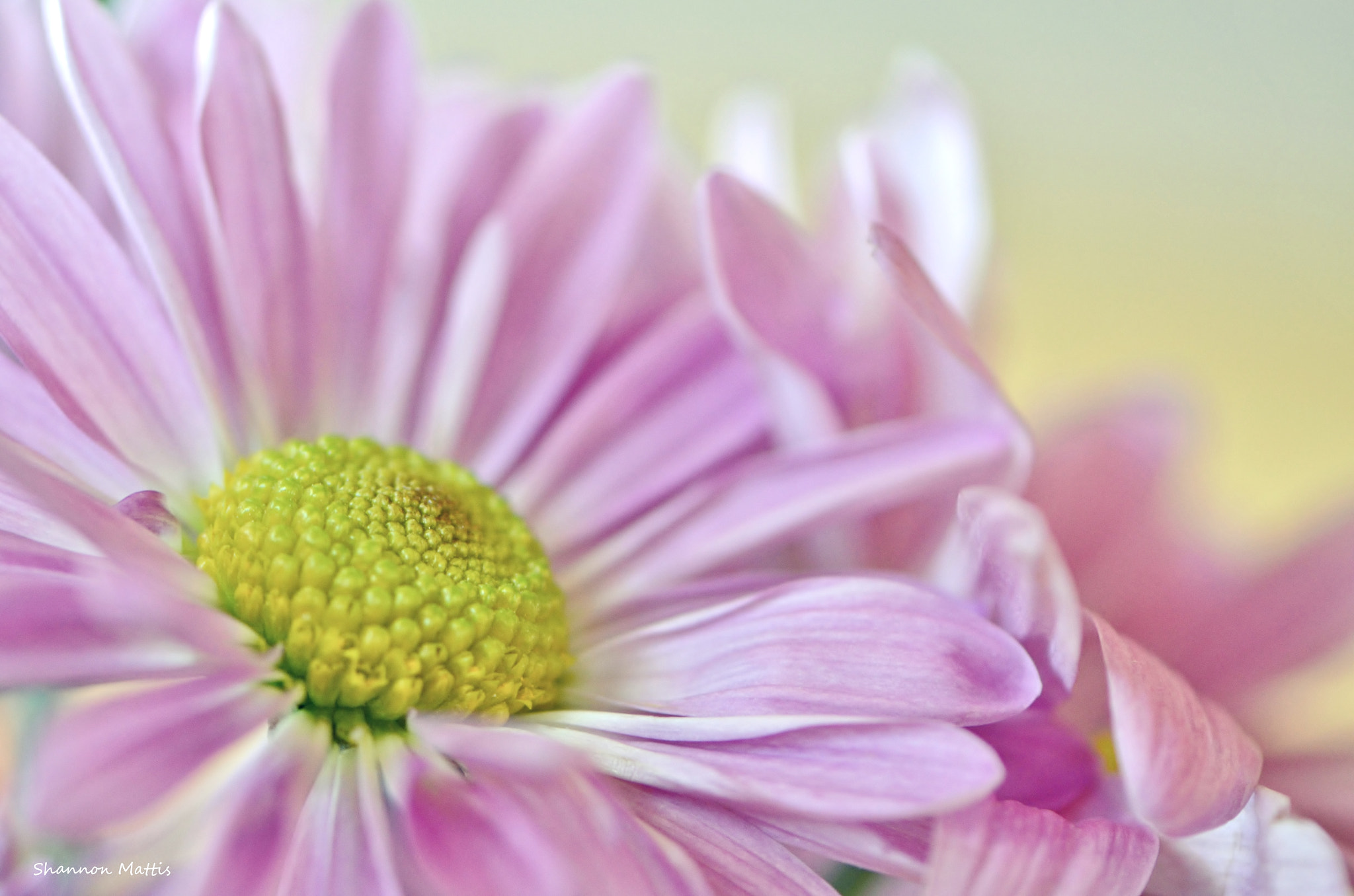 Nikon AF-S Micro-Nikkor 105mm F2.8G IF-ED VR sample photo. Purple daisy photography