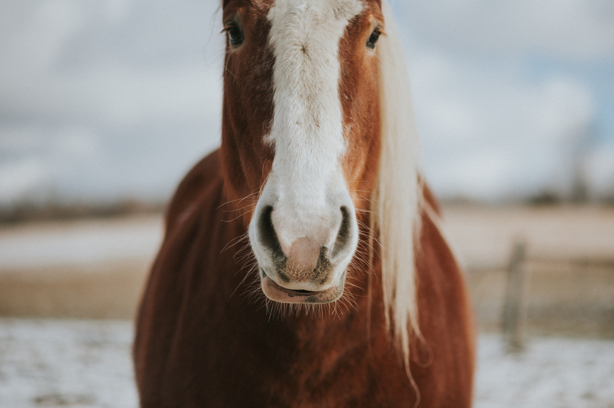 Nikon D700 + Nikon AF-S Nikkor 85mm F1.8G sample photo. Horse photography