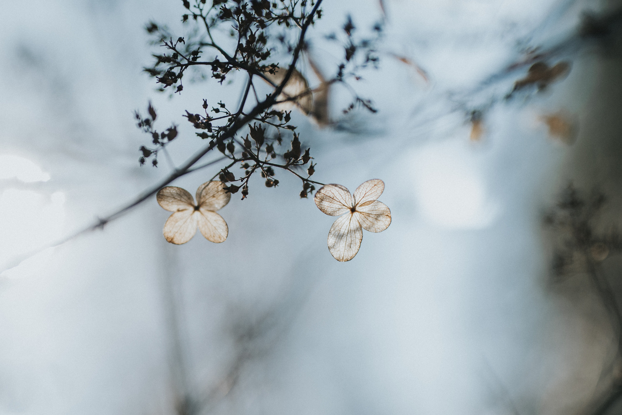 Sigma 50mm F1.4 DG HSM Art sample photo. Winter details 2 photography