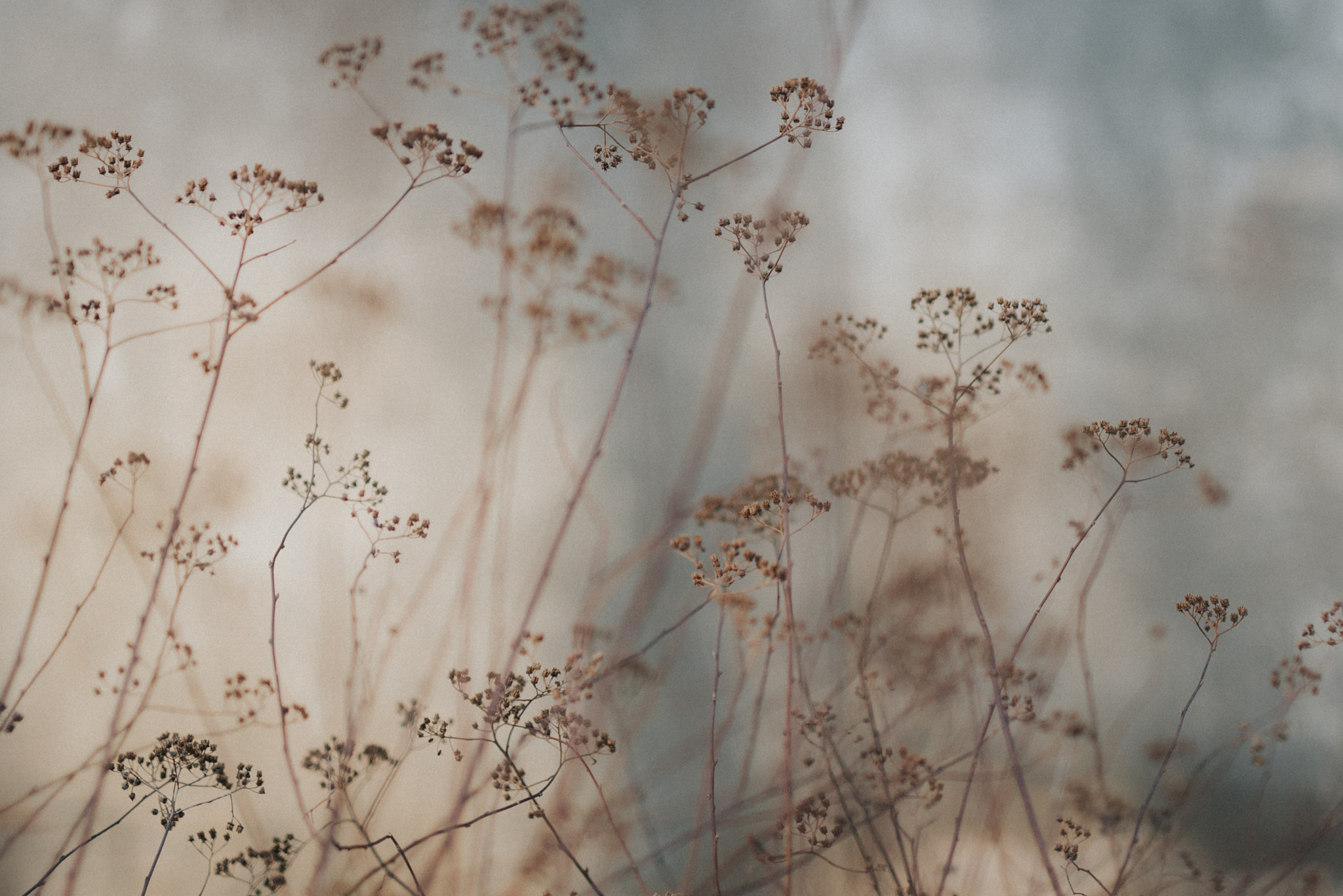 Sigma 50mm F1.4 DG HSM Art sample photo. Winter details 1 photography