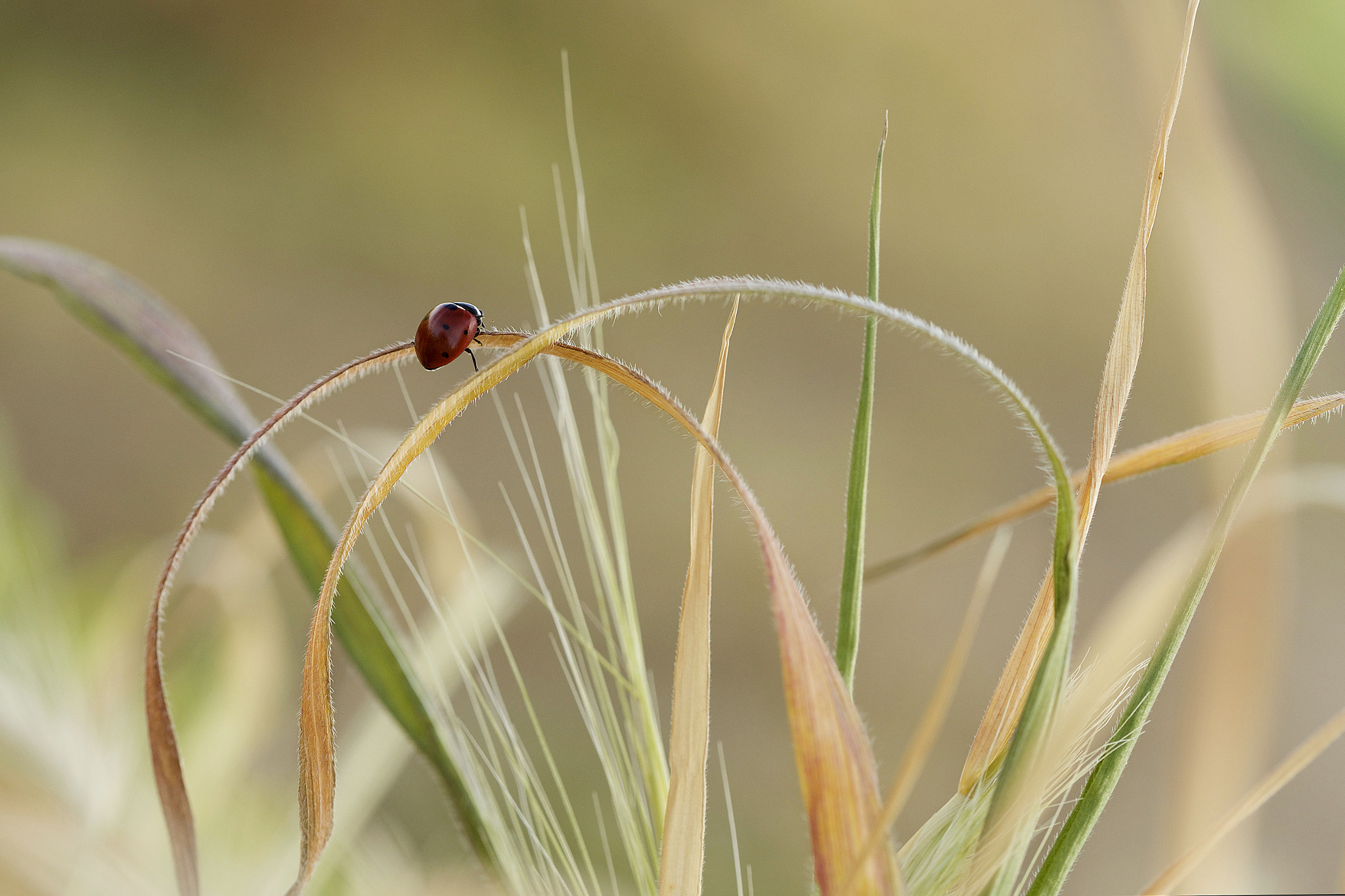Canon EF 100mm F2.8 Macro USM sample photo. Here and there photography