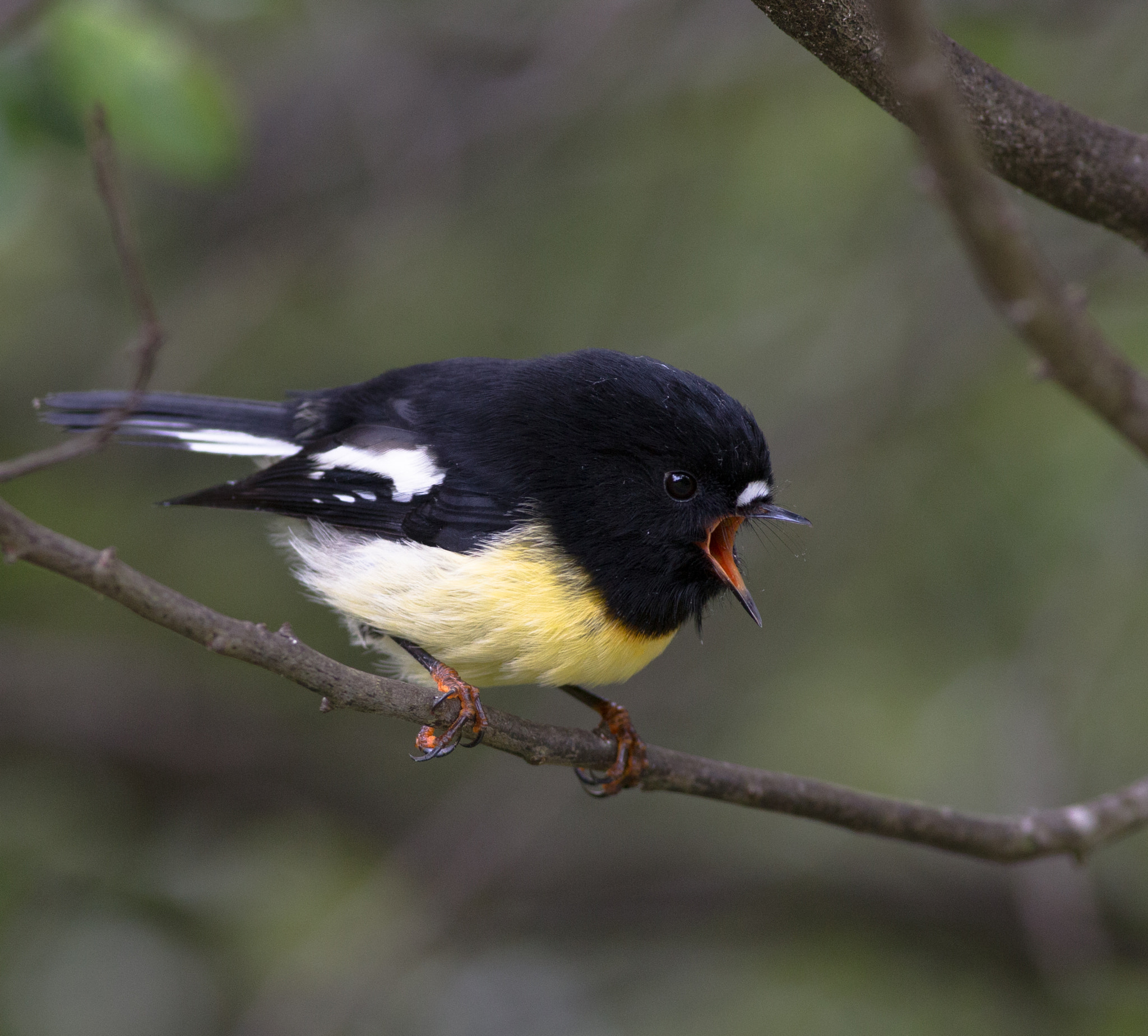 Canon EF 400mm F5.6L USM sample photo. Male tomtit in full cry photography