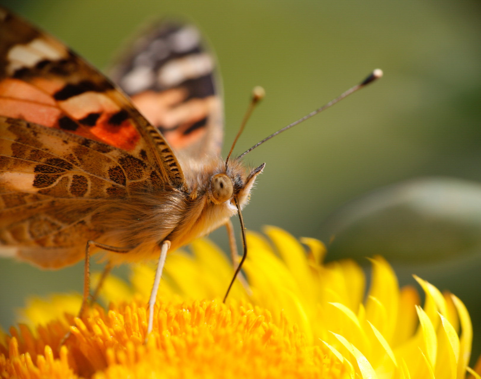 Canon EF-S 55-250mm F4-5.6 IS II sample photo. Extreme closeup photography