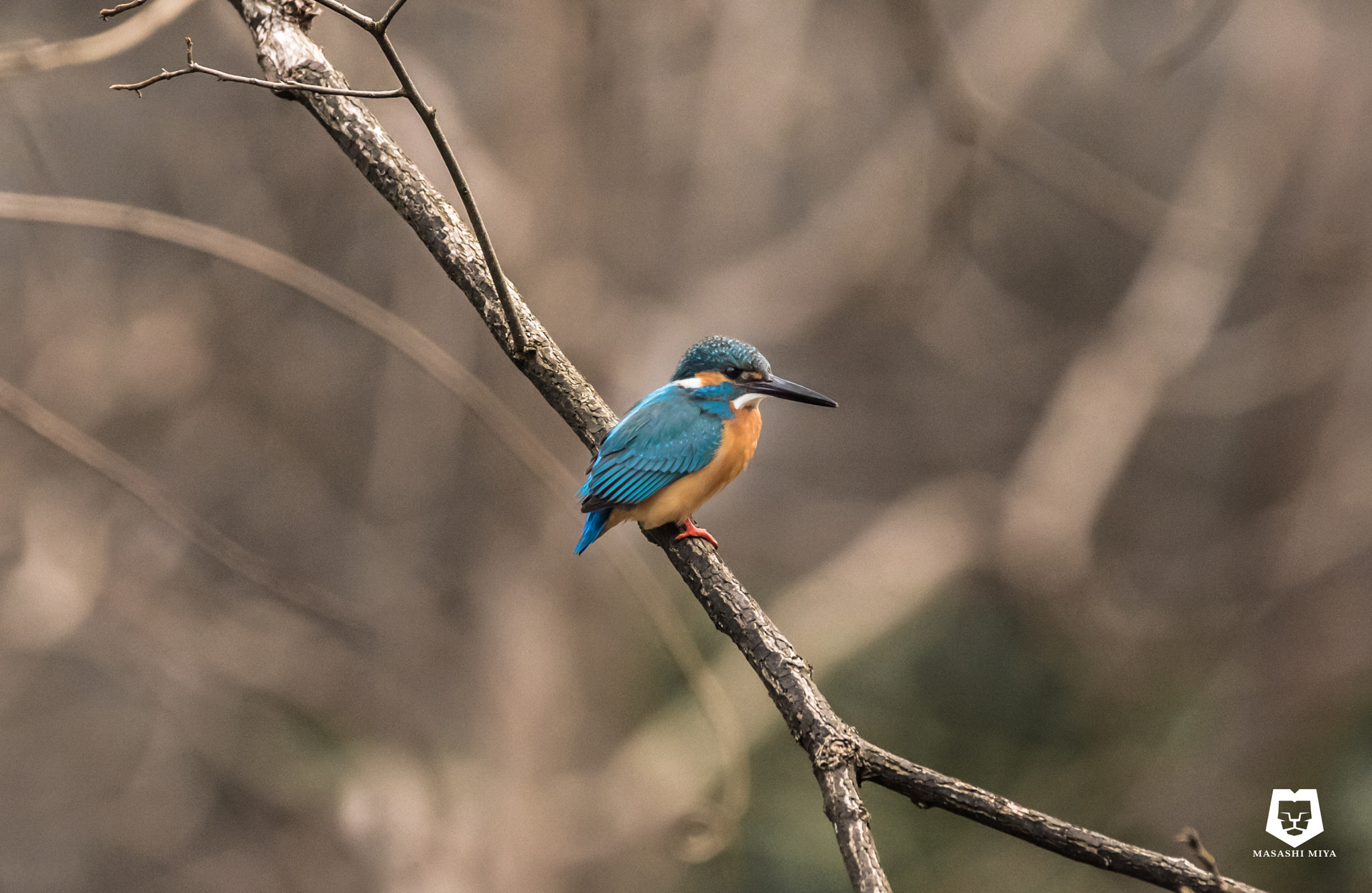 150-600mm F5-6.3 DG OS HSM | Contemporary 015 sample photo. Kingfisher photography