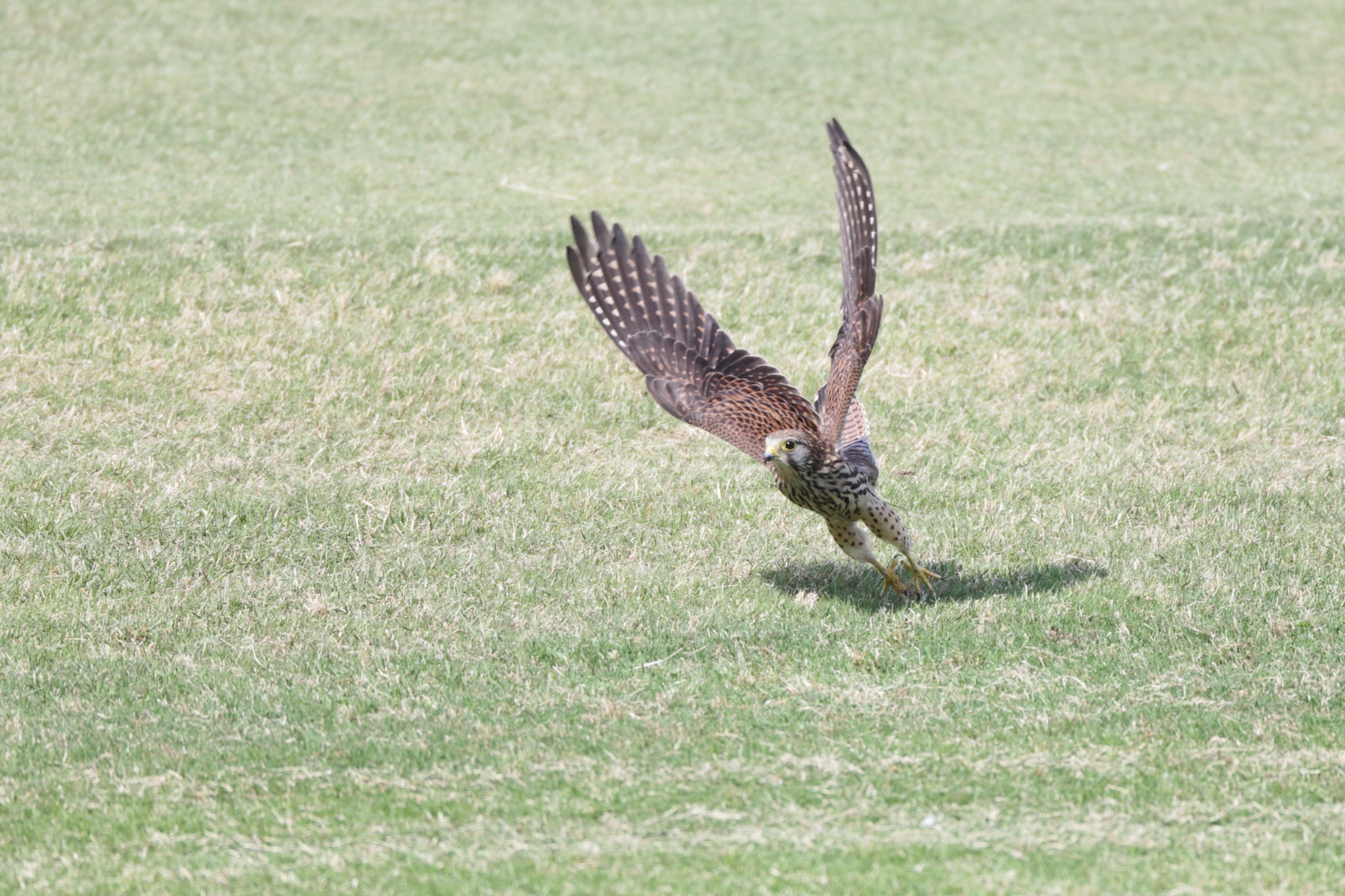 Canon EOS-1D X + Canon EF 800mm F5.6L IS USM sample photo. チョウゲンボウ common kestrel photography