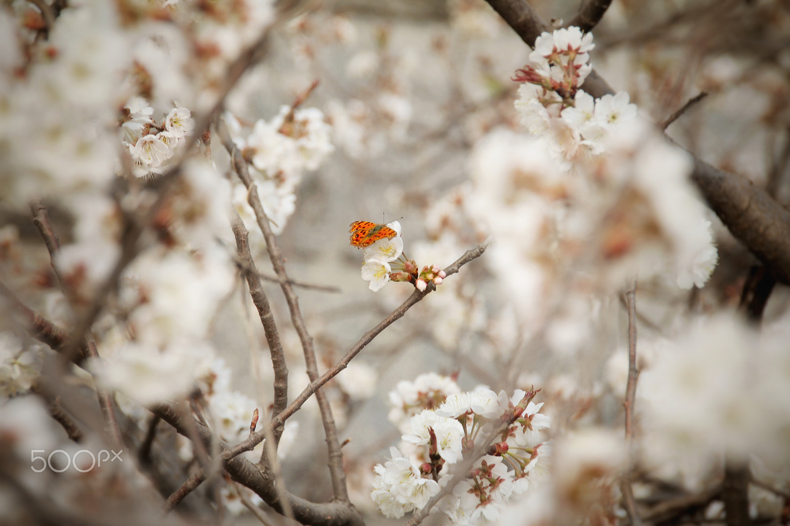 Canon EOS 550D (EOS Rebel T2i / EOS Kiss X4) sample photo. 你的照片 photography