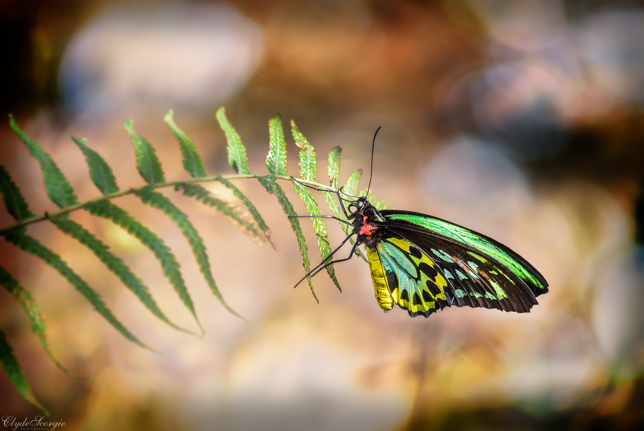 Nikon AF-S Nikkor 200-500mm F5.6E ED VR sample photo. Colours of a rainbow photography