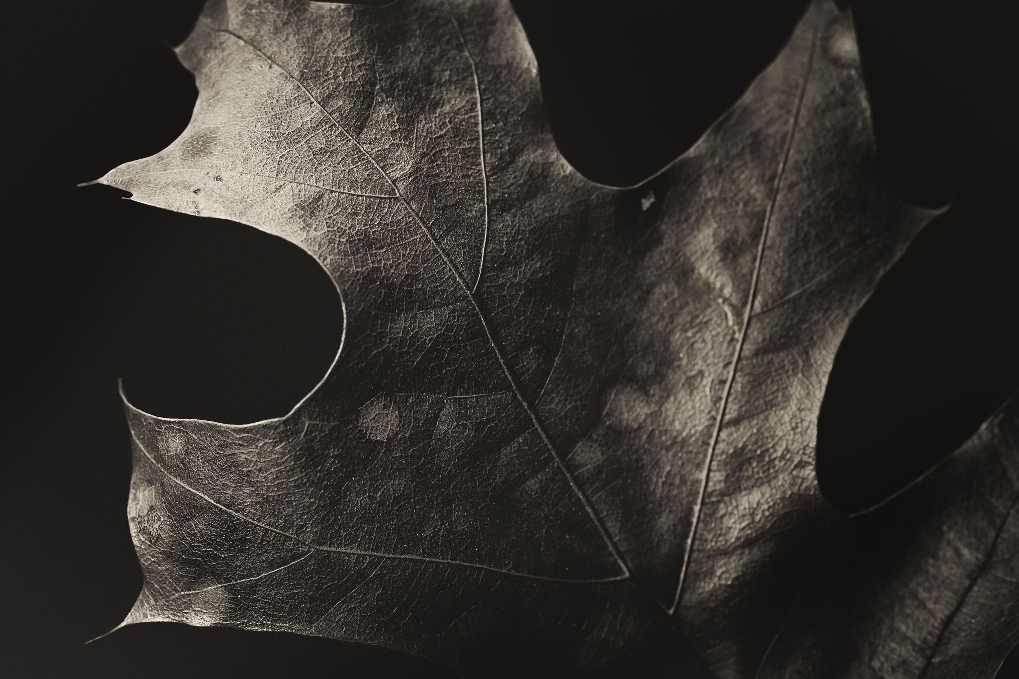 Canon EF-S 60mm F2.8 Macro USM sample photo. Leaf bw photography