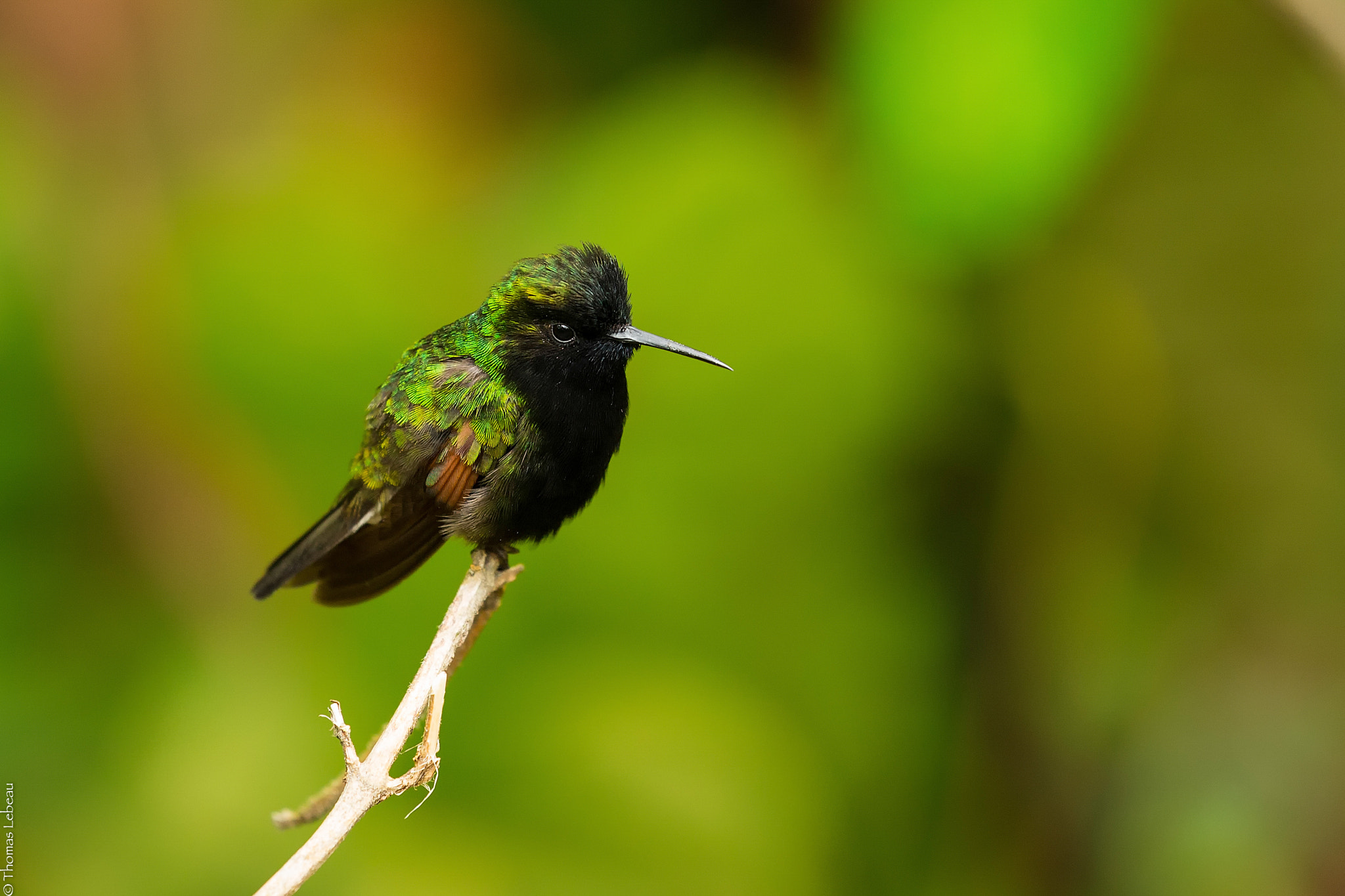 Canon EOS-1D X sample photo. Black-bellied hummingbird photography