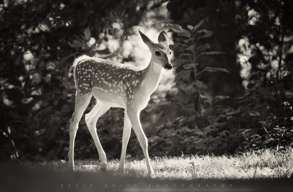 Nikon D300S + Nikon AF-S Nikkor 600mm F4G ED VR sample photo. Fawn in sunlight photography