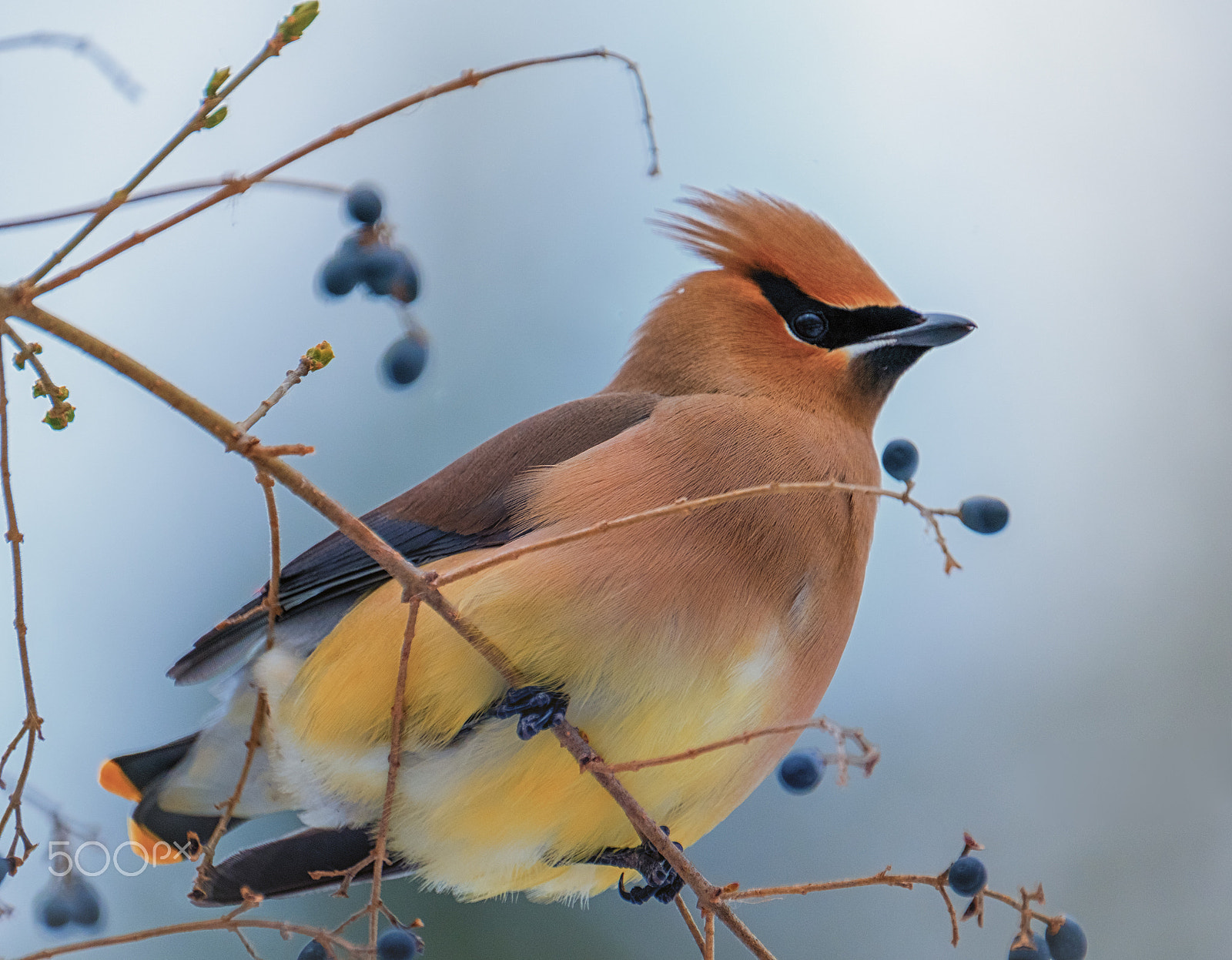 Fujifilm X-T2 + Fujifilm XF 100-400mm F4.5-5.6 R LM OIS WR sample photo. Cedar waxwings in ohio photography