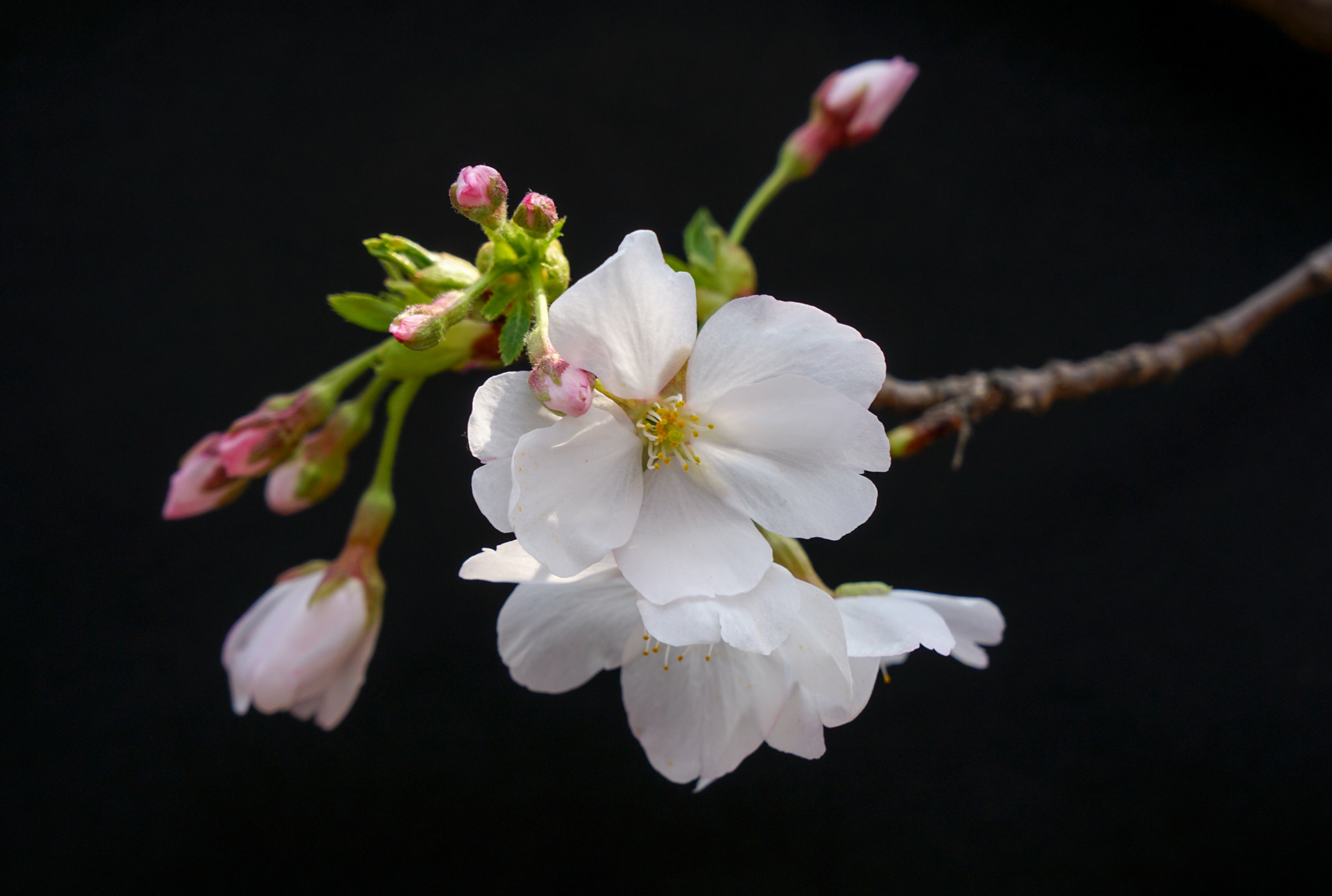 Sony a6300 + Sony Vario-Tessar T* E 16-70mm F4 ZA OSS sample photo. Sakura photography