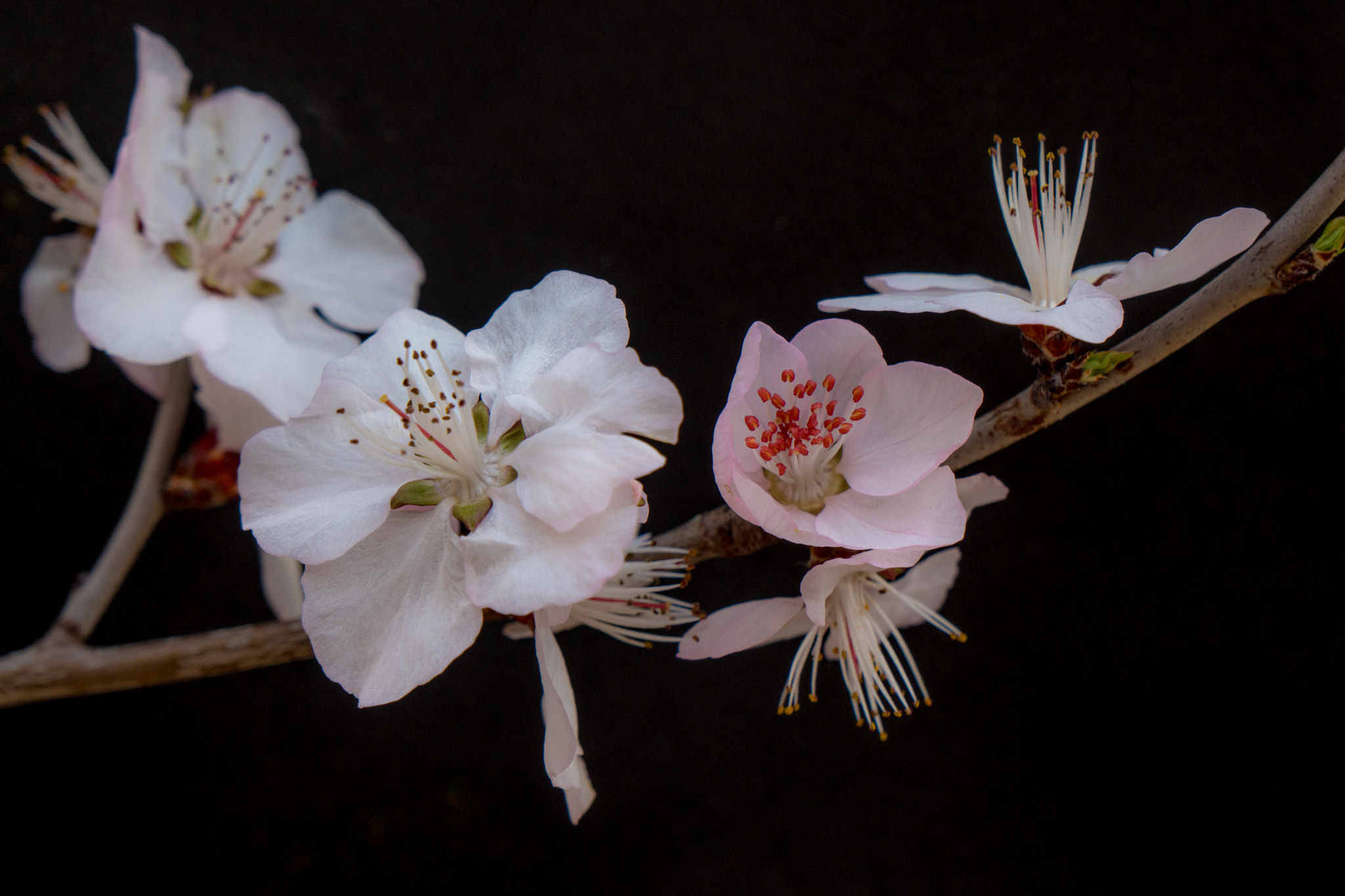 Sony a6300 + Sony Vario-Tessar T* E 16-70mm F4 ZA OSS sample photo. Sakura photography