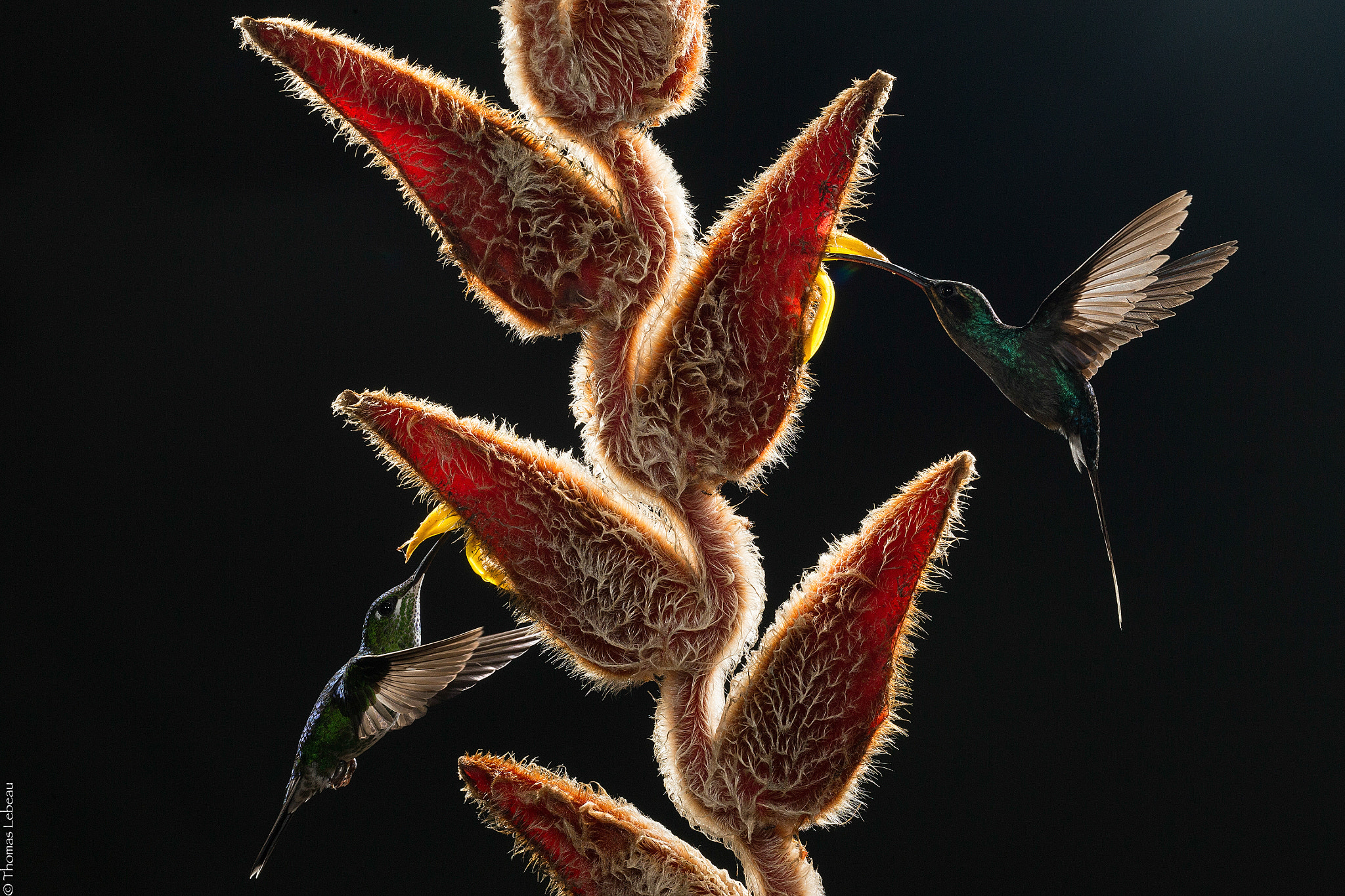 Canon EOS-1D X sample photo. Green hermit & green-crowned brilliant photography