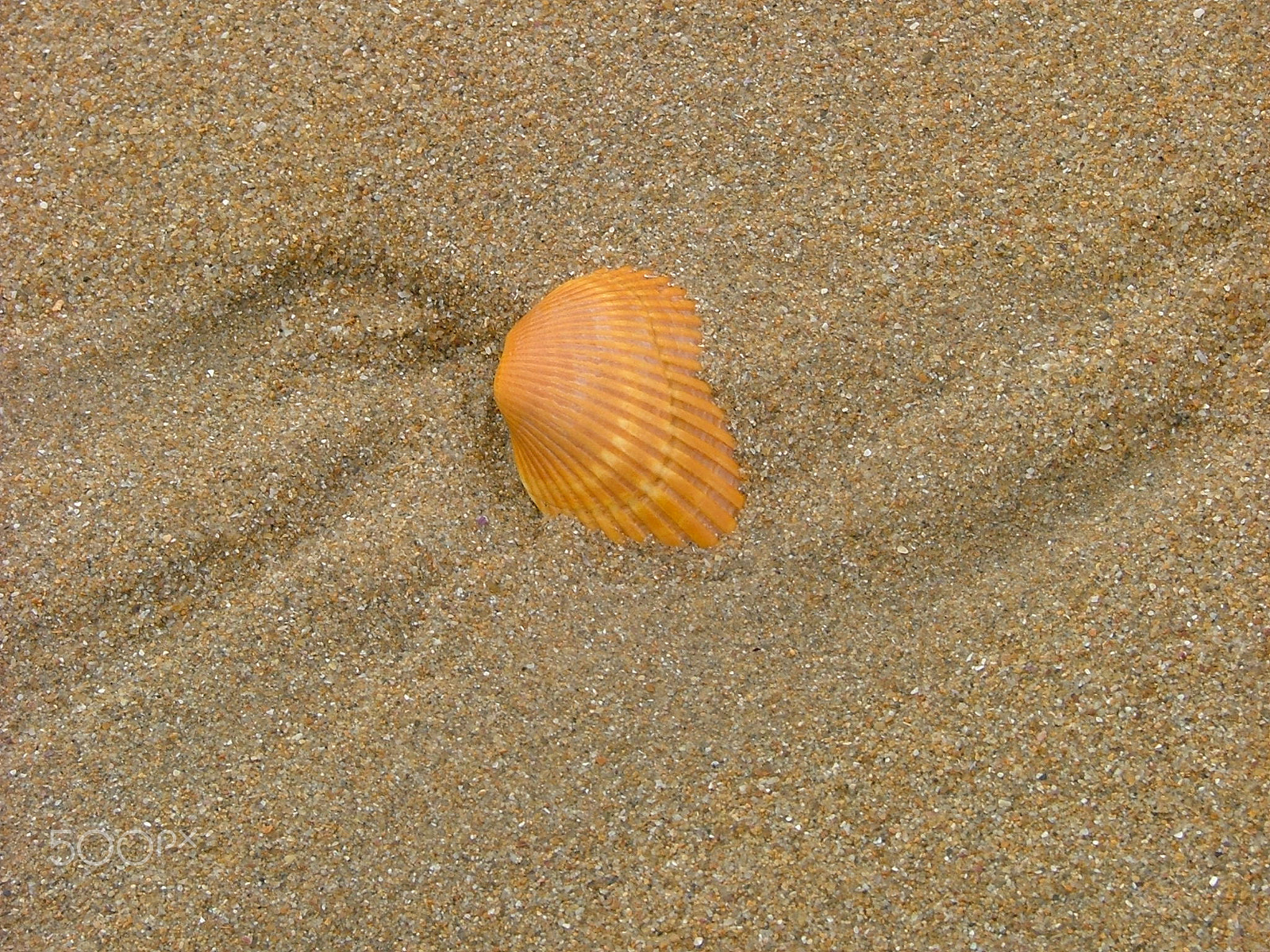 Fujifilm FinePix S5000 sample photo. Shell and sand. photography