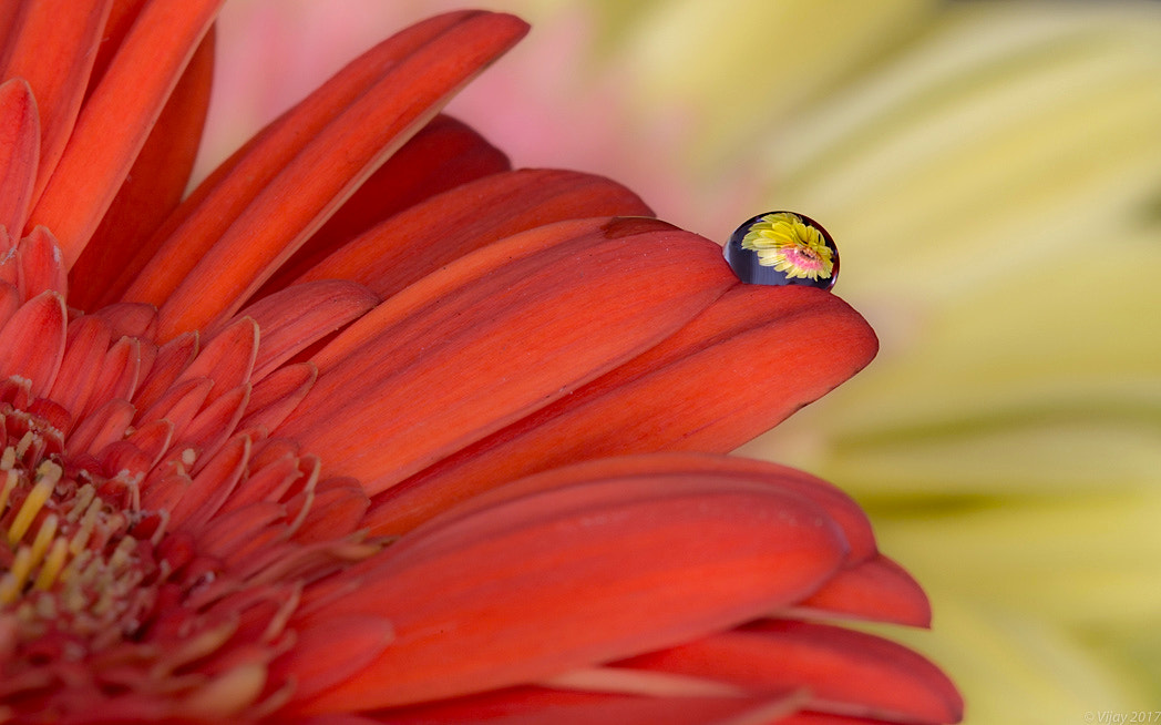 Canon EF 100mm F2.8 Macro USM sample photo. Fusion photography