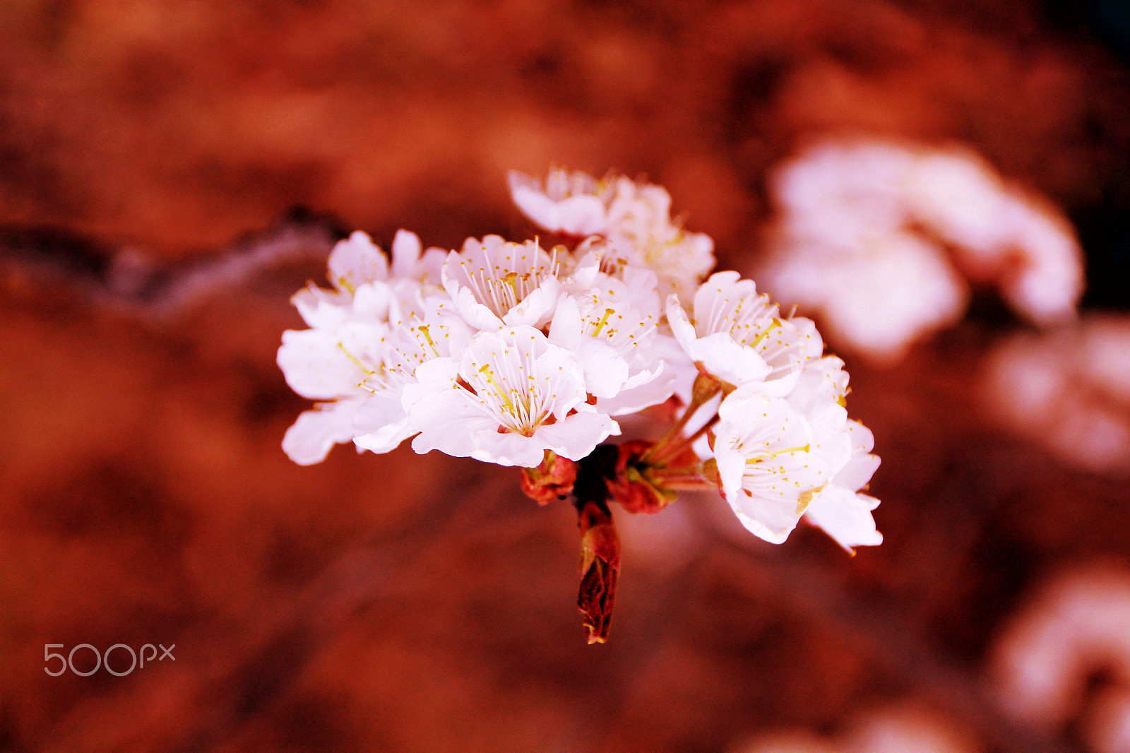Canon EOS 550D (EOS Rebel T2i / EOS Kiss X4) sample photo. 你的照片 photography