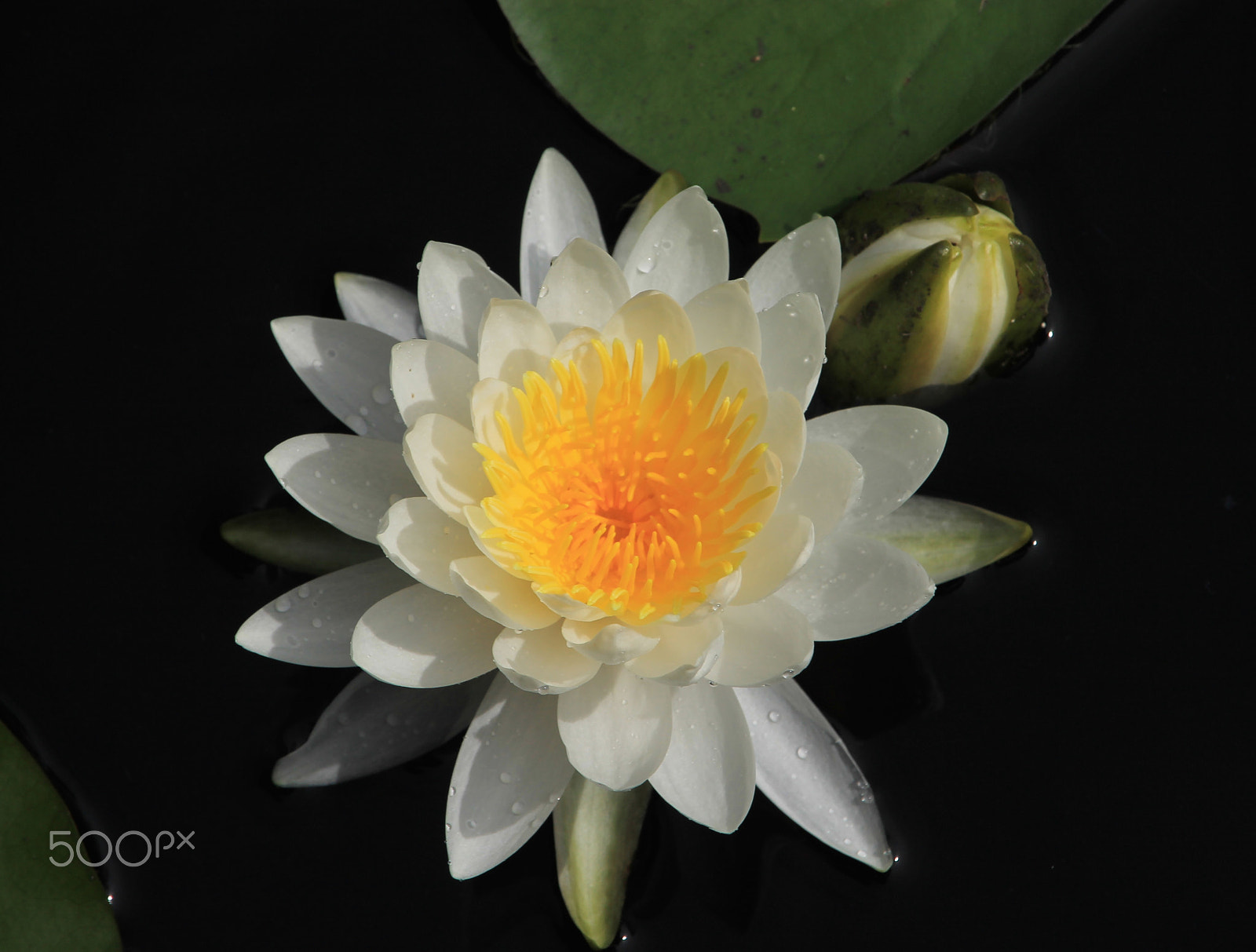 Canon EF-S 55-250mm F4-5.6 IS STM sample photo. Fullsizeoutput photography
