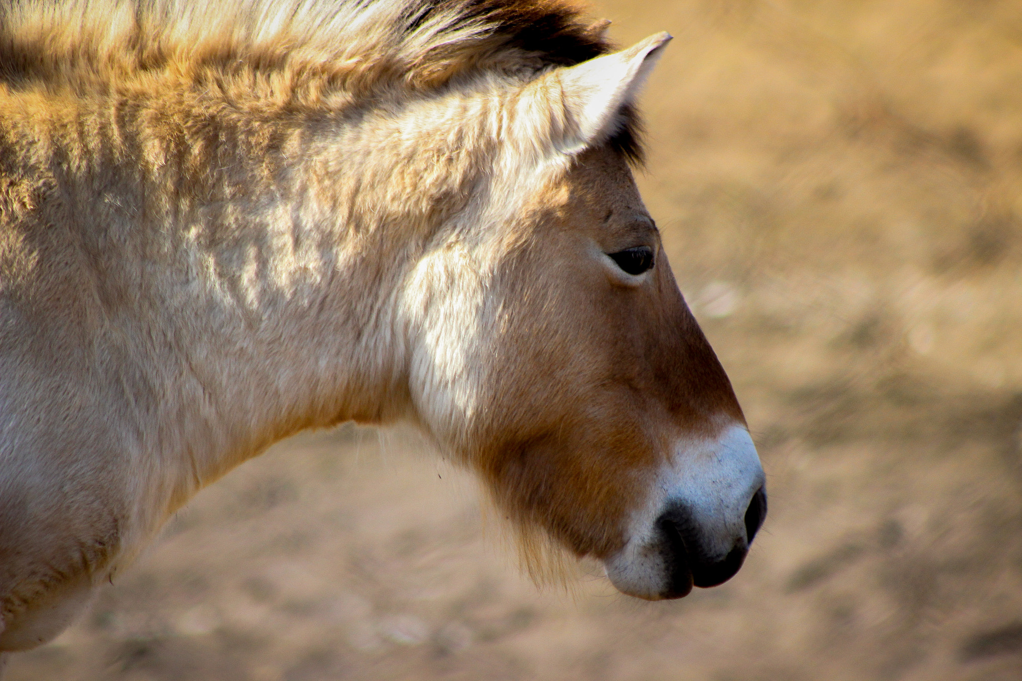 Canon EOS 600D (Rebel EOS T3i / EOS Kiss X5) + EF75-300mm f/4-5.6 sample photo. Asian wild horse, 3.6.16 photography