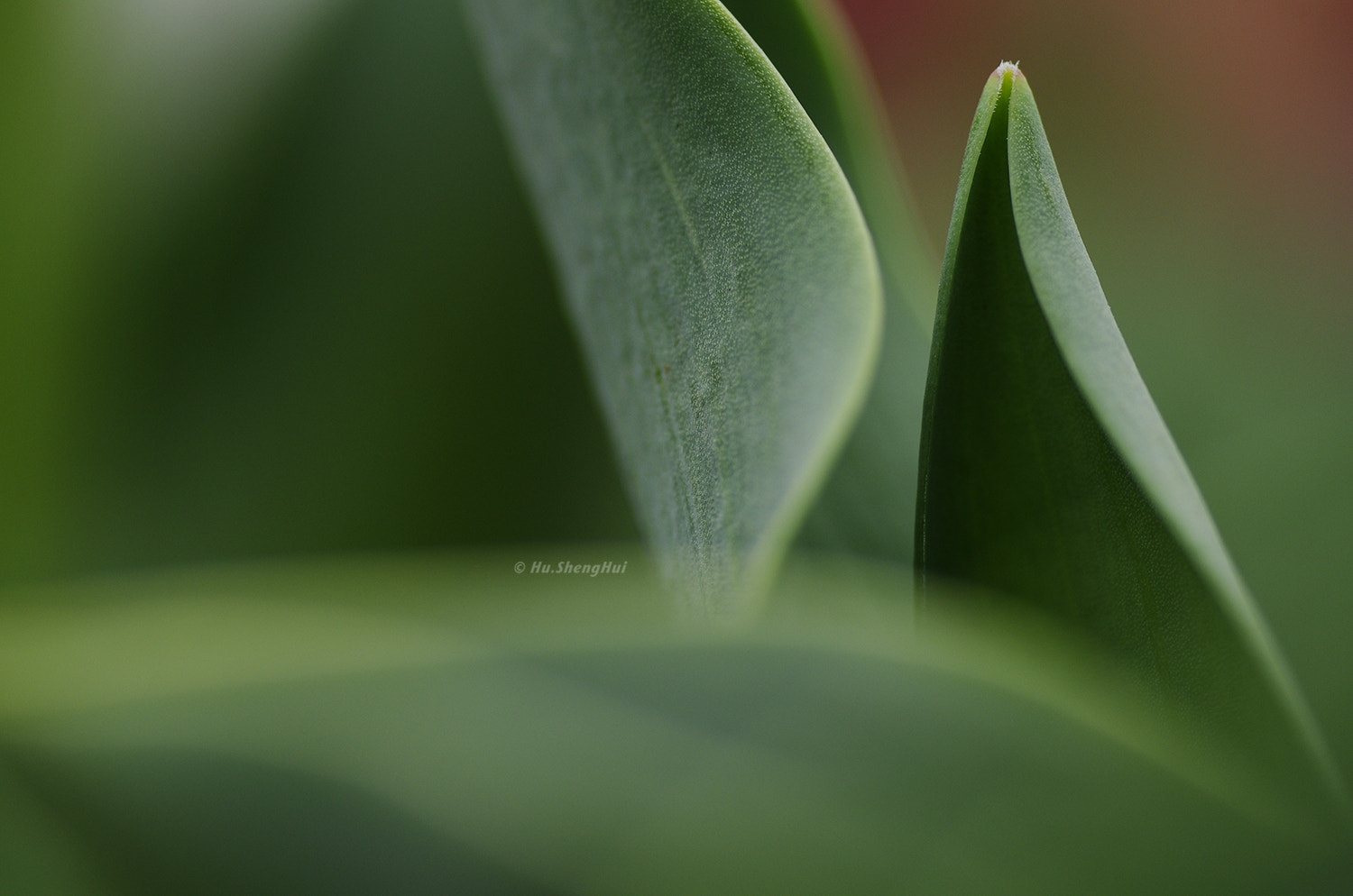 Pentax K-5 + Tamron SP AF 90mm F2.8 Di Macro sample photo. 植物plant photography