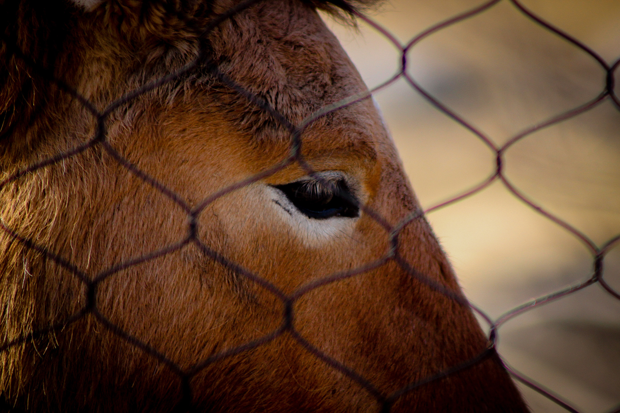 Canon EOS 600D (Rebel EOS T3i / EOS Kiss X5) + EF75-300mm f/4-5.6 sample photo. Asian wild horse 2, 3.6.16 photography