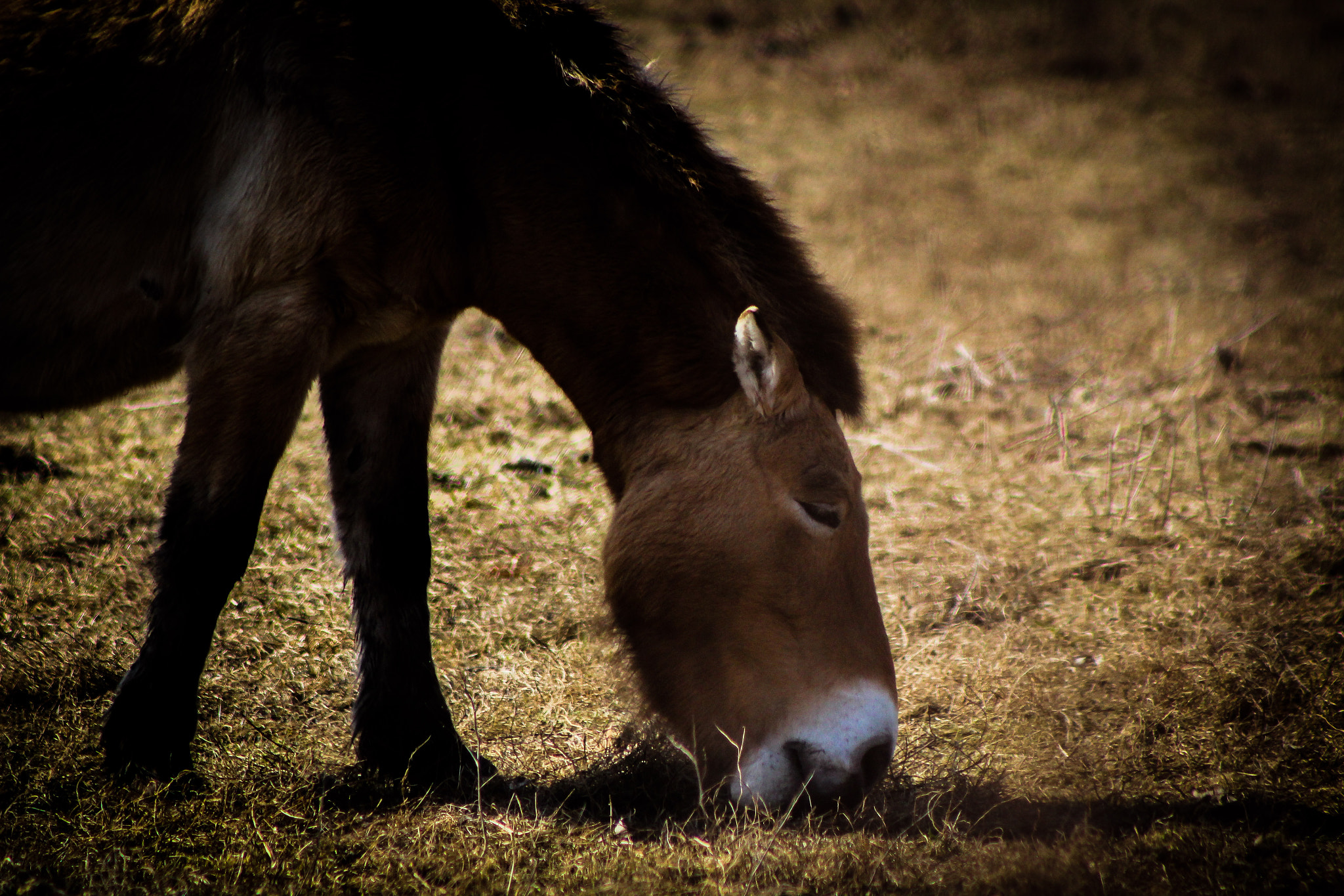 Canon EOS 600D (Rebel EOS T3i / EOS Kiss X5) + EF75-300mm f/4-5.6 sample photo. Asian wild horse 3, 3.6.16 photography