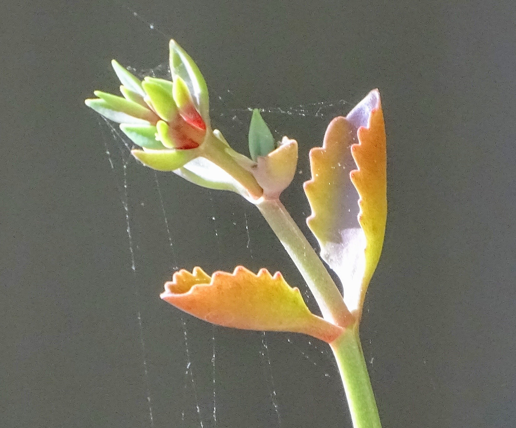 Sony 24-210mm F2.8-6.3 sample photo. Succulent flower in a spider web photography