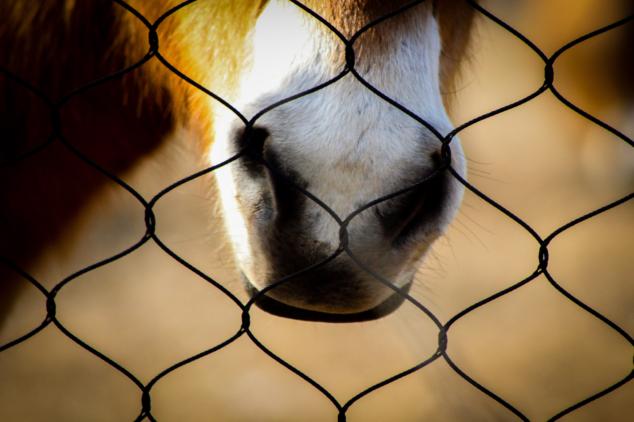 Canon EOS 600D (Rebel EOS T3i / EOS Kiss X5) + EF75-300mm f/4-5.6 sample photo. Asian wild horse 4, 3.6.16 photography