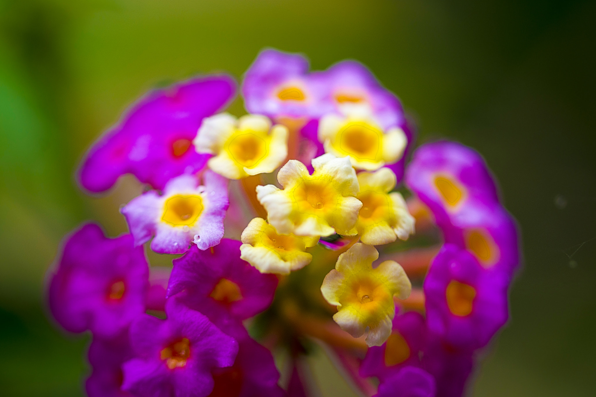 Nikon D7200 sample photo. Vivid flower photography