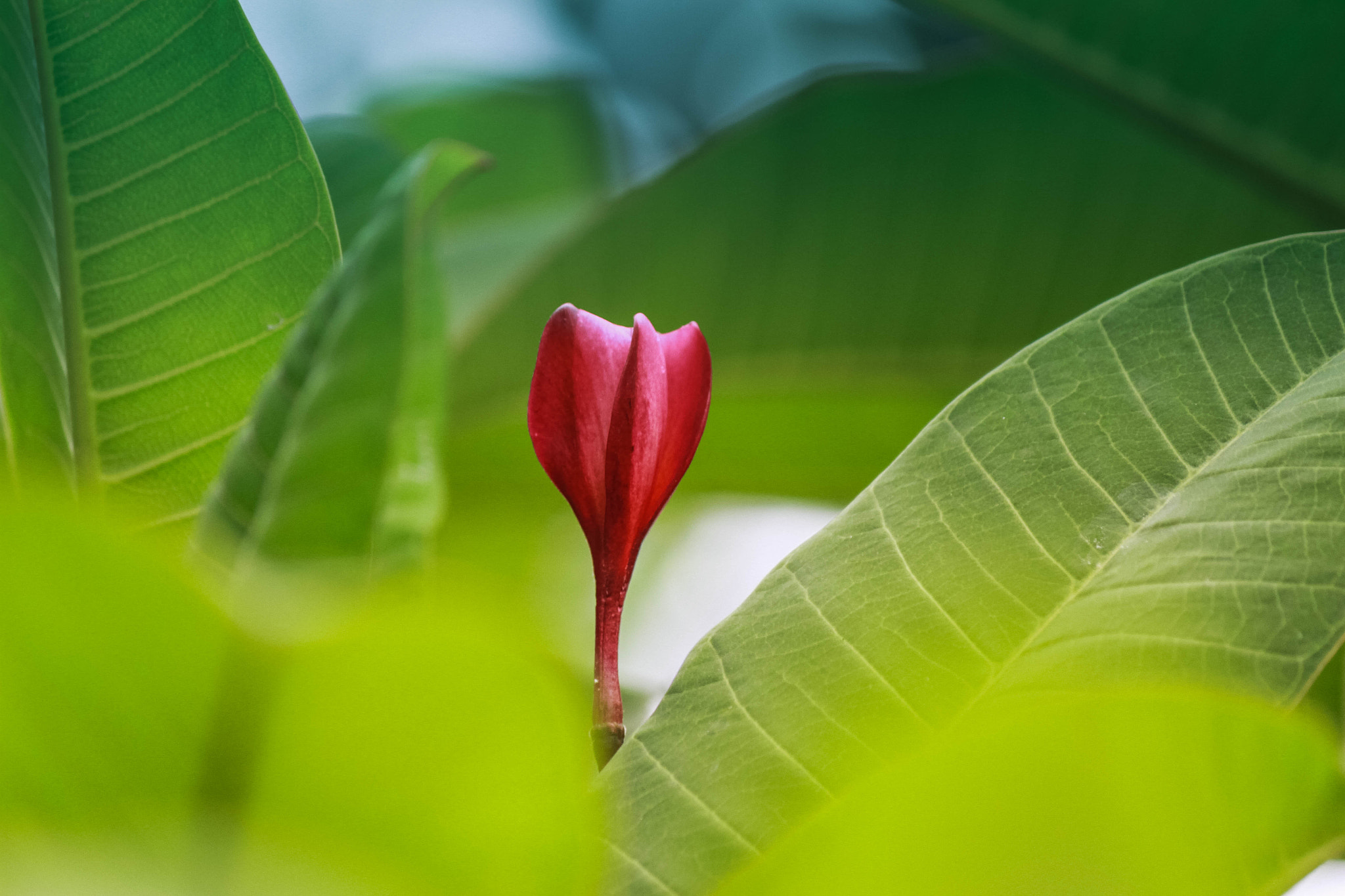 Canon EF-S 55-250mm F4-5.6 IS II sample photo. Plumeria photography