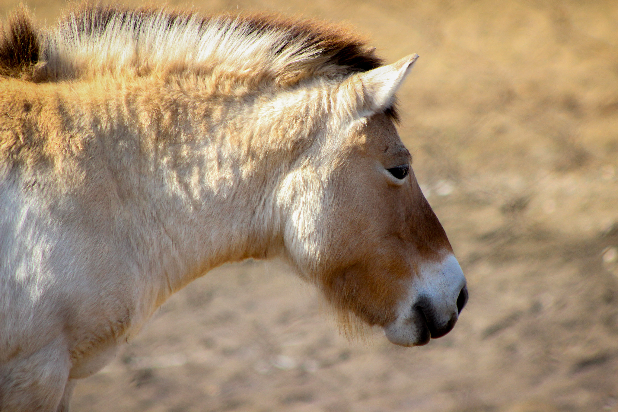 Canon EOS 600D (Rebel EOS T3i / EOS Kiss X5) + EF75-300mm f/4-5.6 sample photo. Asian wild horse 5, 3.6.16 photography
