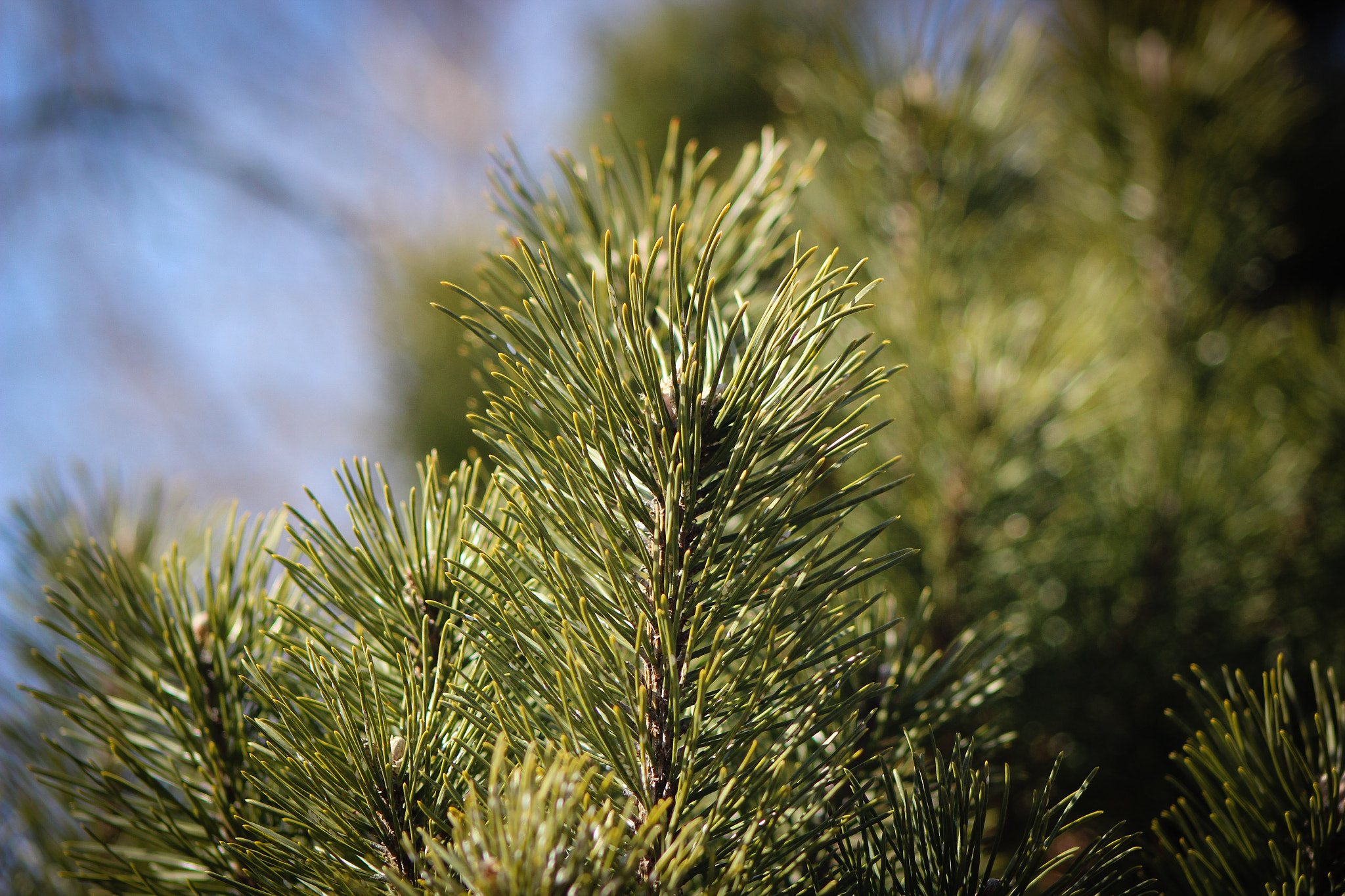 Canon EOS 600D (Rebel EOS T3i / EOS Kiss X5) + EF75-300mm f/4-5.6 sample photo. Pine tree, 3.6.16 photography