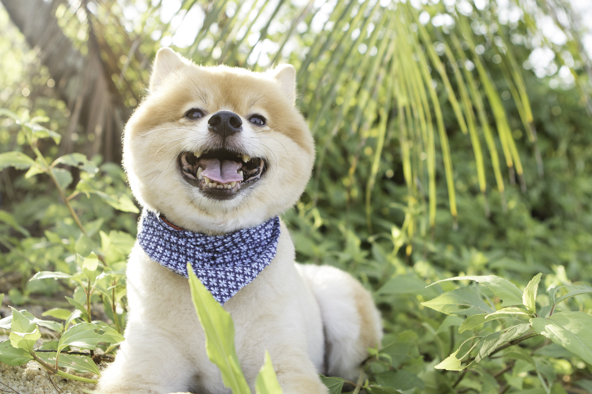 Canon EF 24-70mm F2.8L USM sample photo. Sunshine dog photography