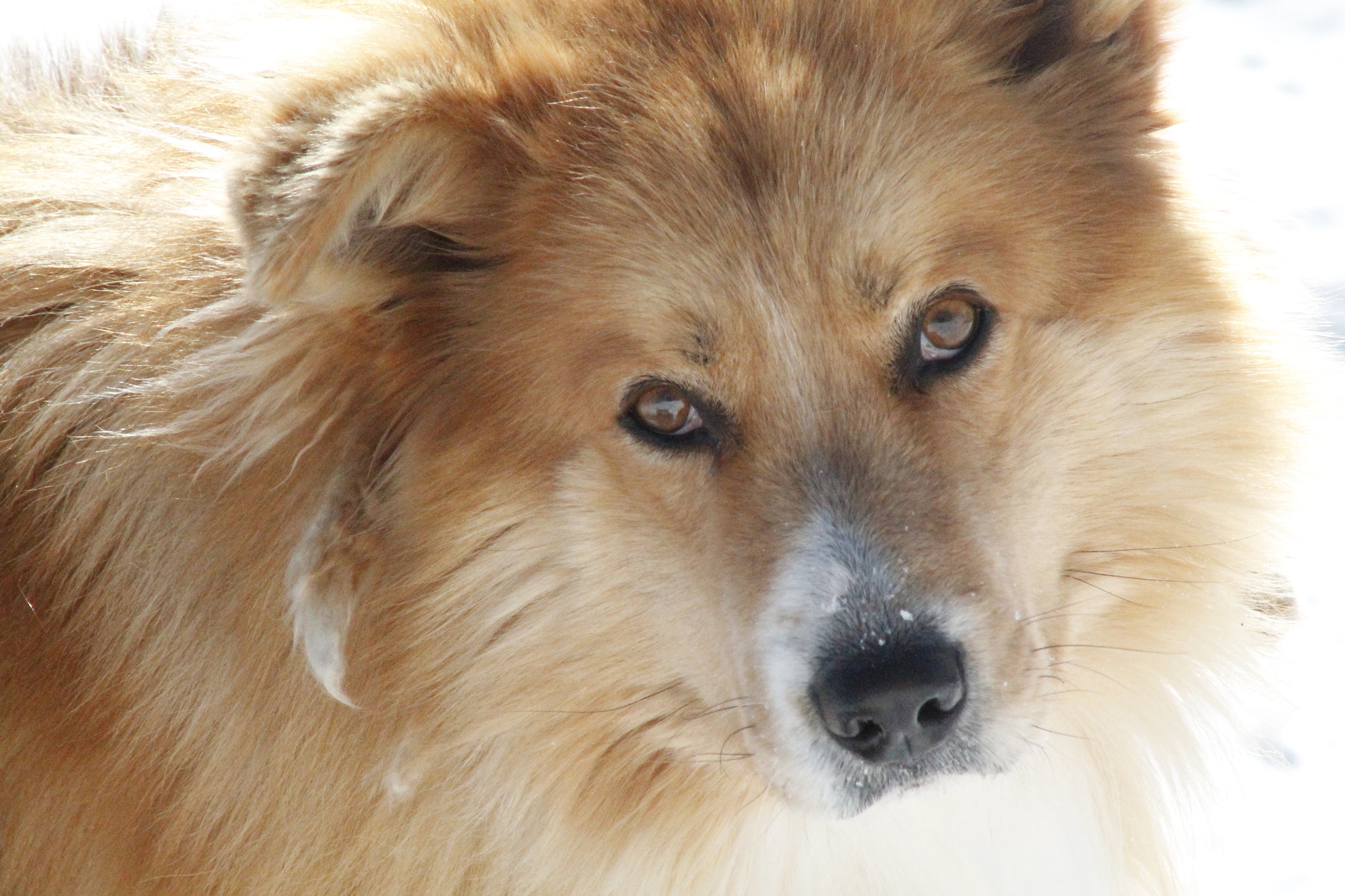 Canon EF 75-300mm f/4-5.6 USM sample photo. Avvas photography