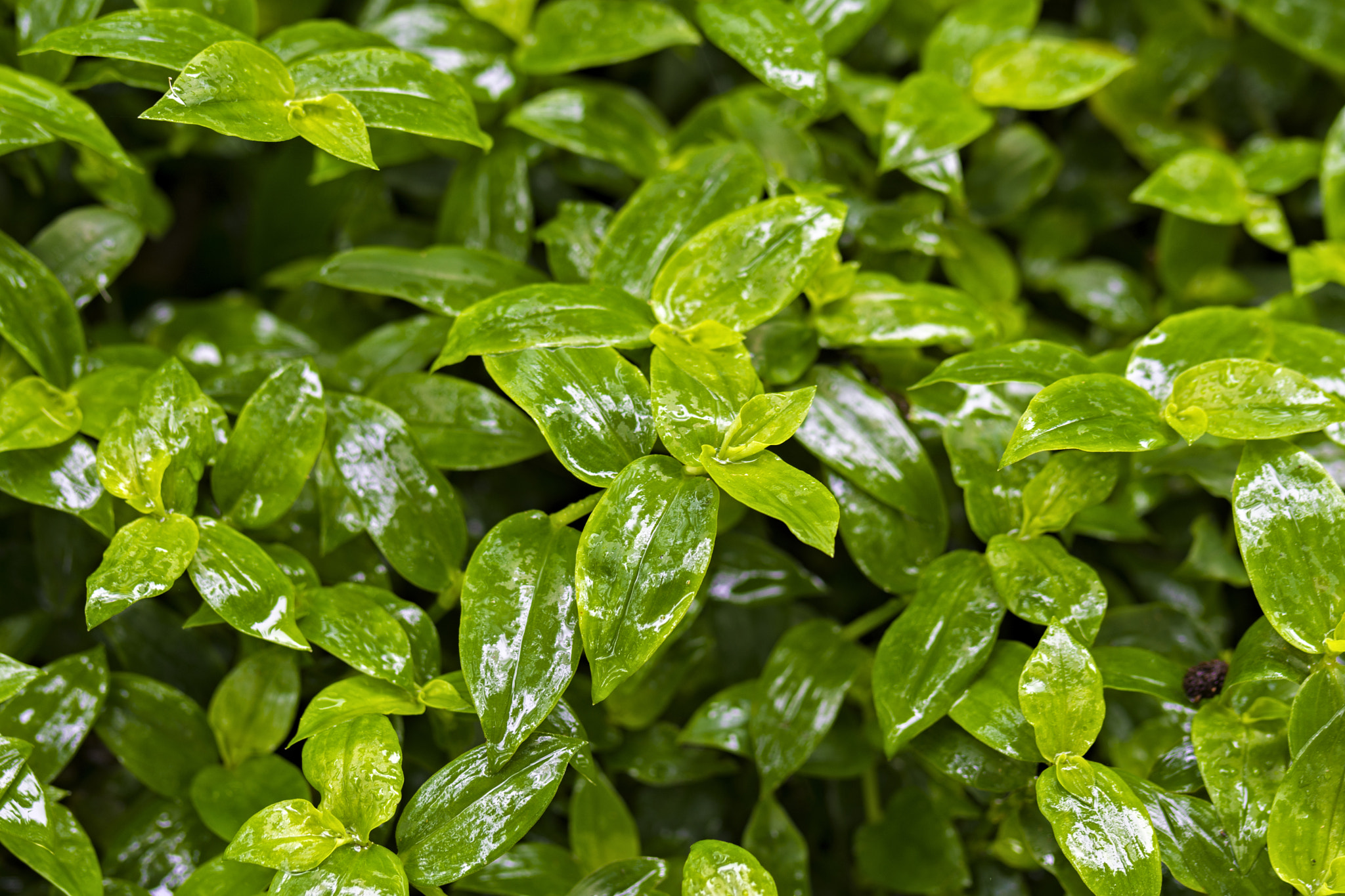 Nikon D7200 sample photo. Green thumb photography