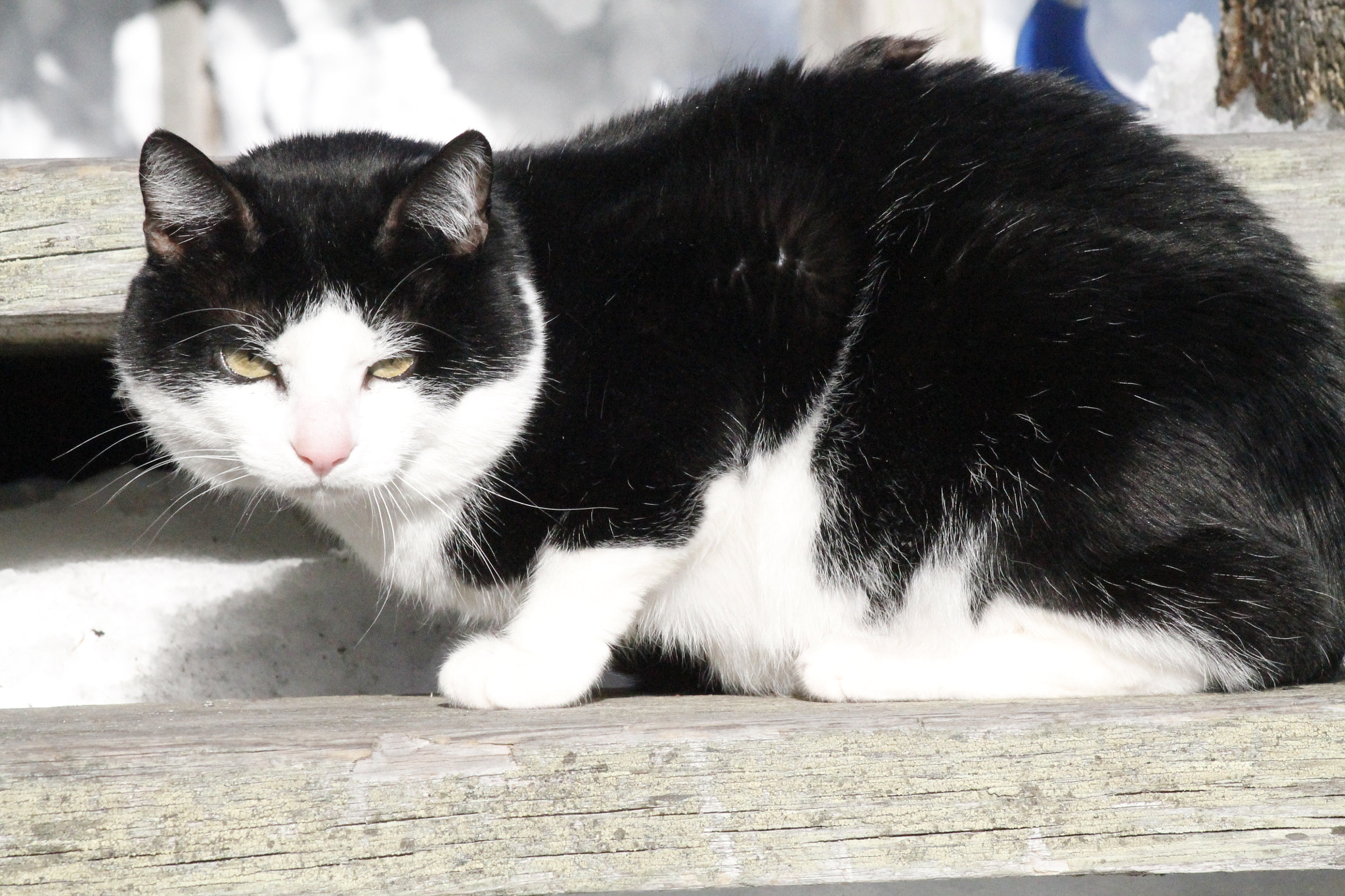 Canon EF 75-300mm f/4-5.6 USM sample photo. My cat photography